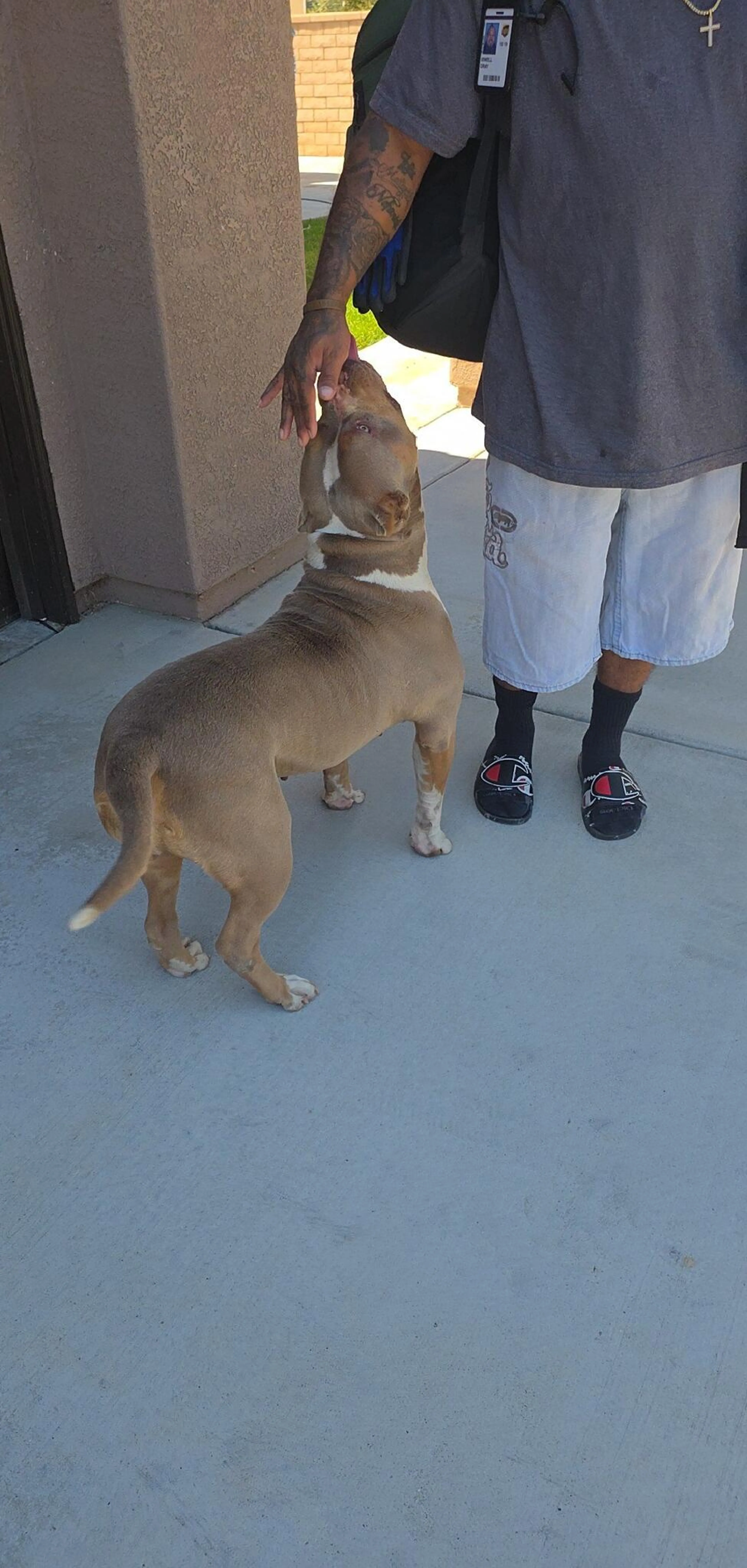 Found pet