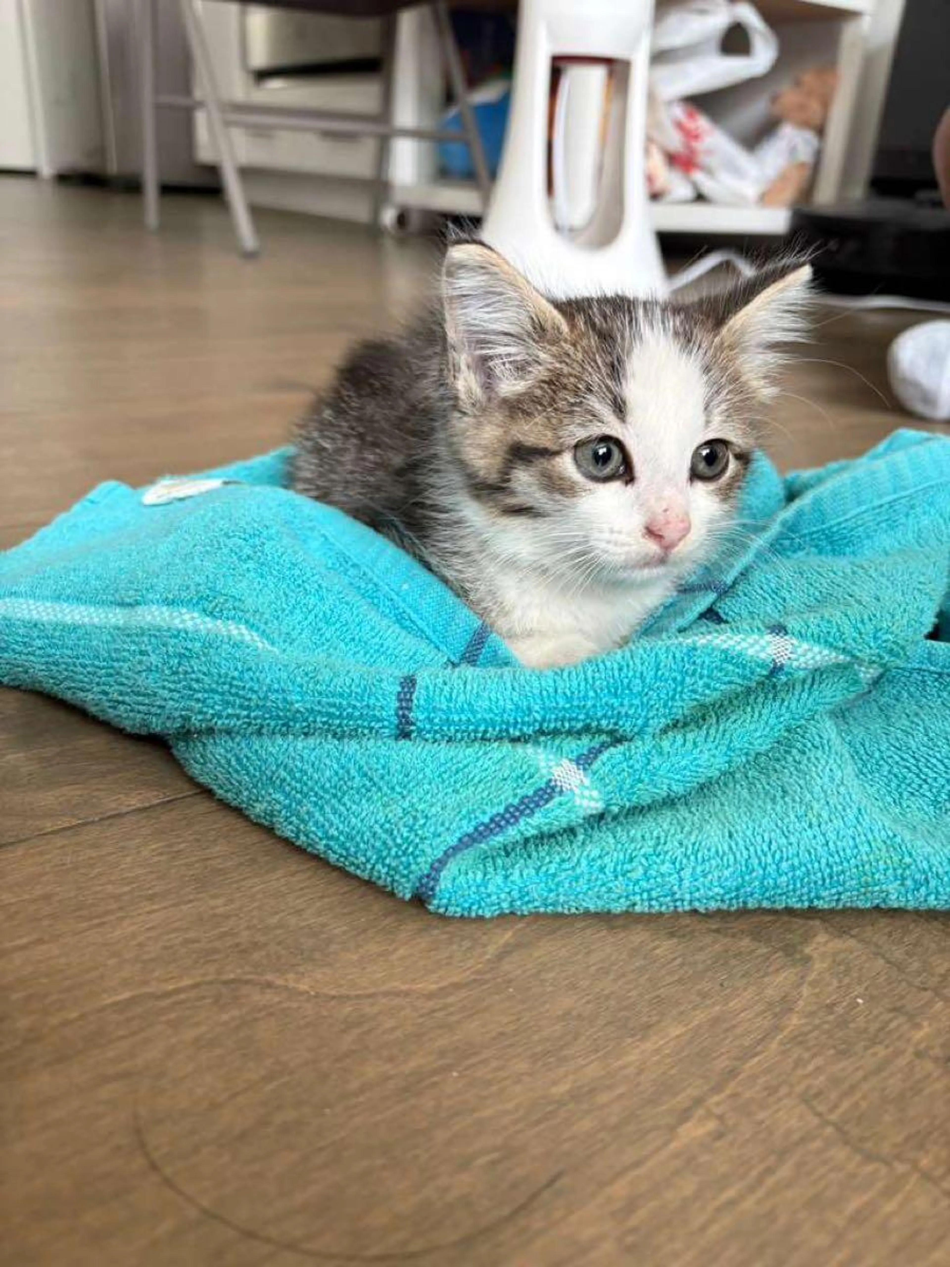 Found pet