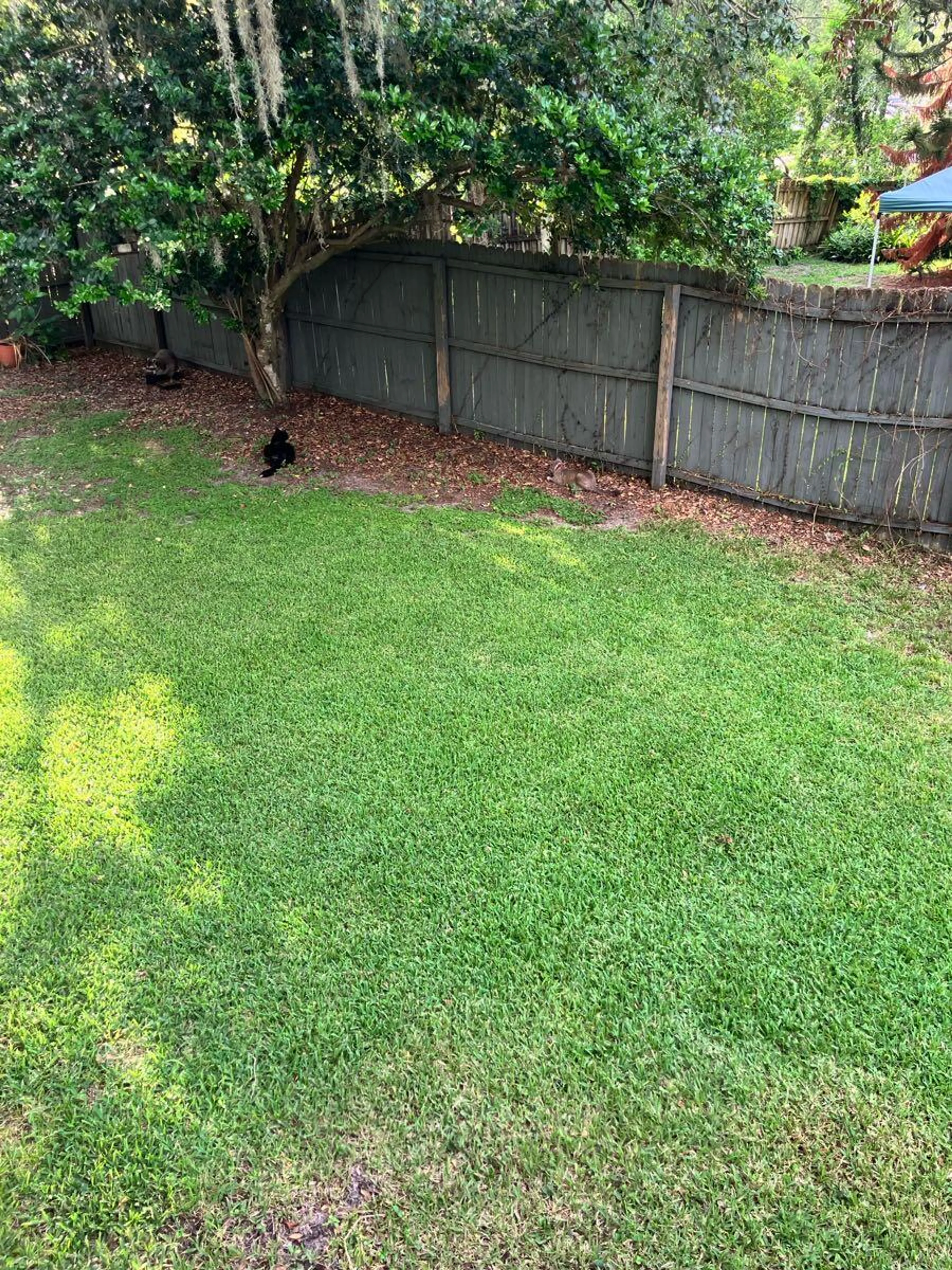 cdn image
