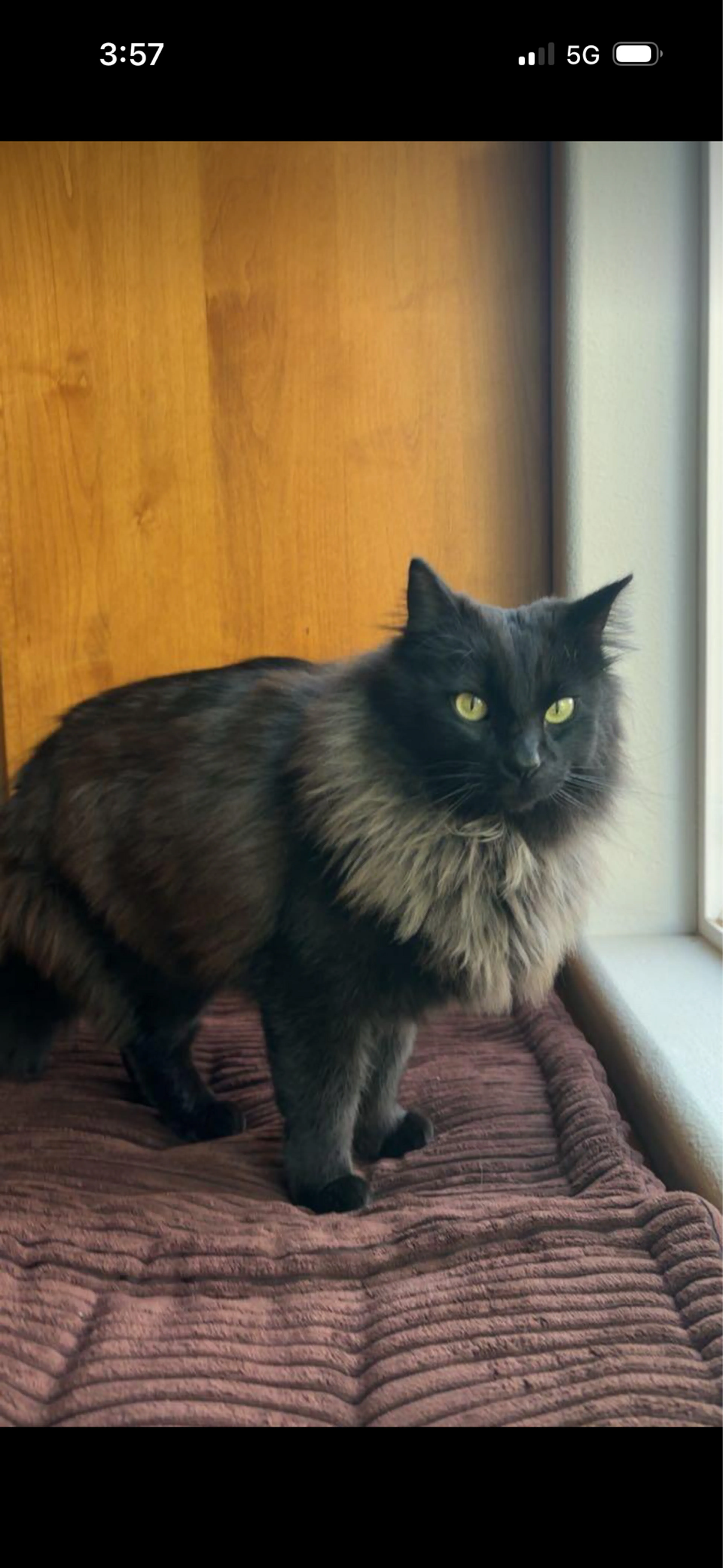 Lost pet