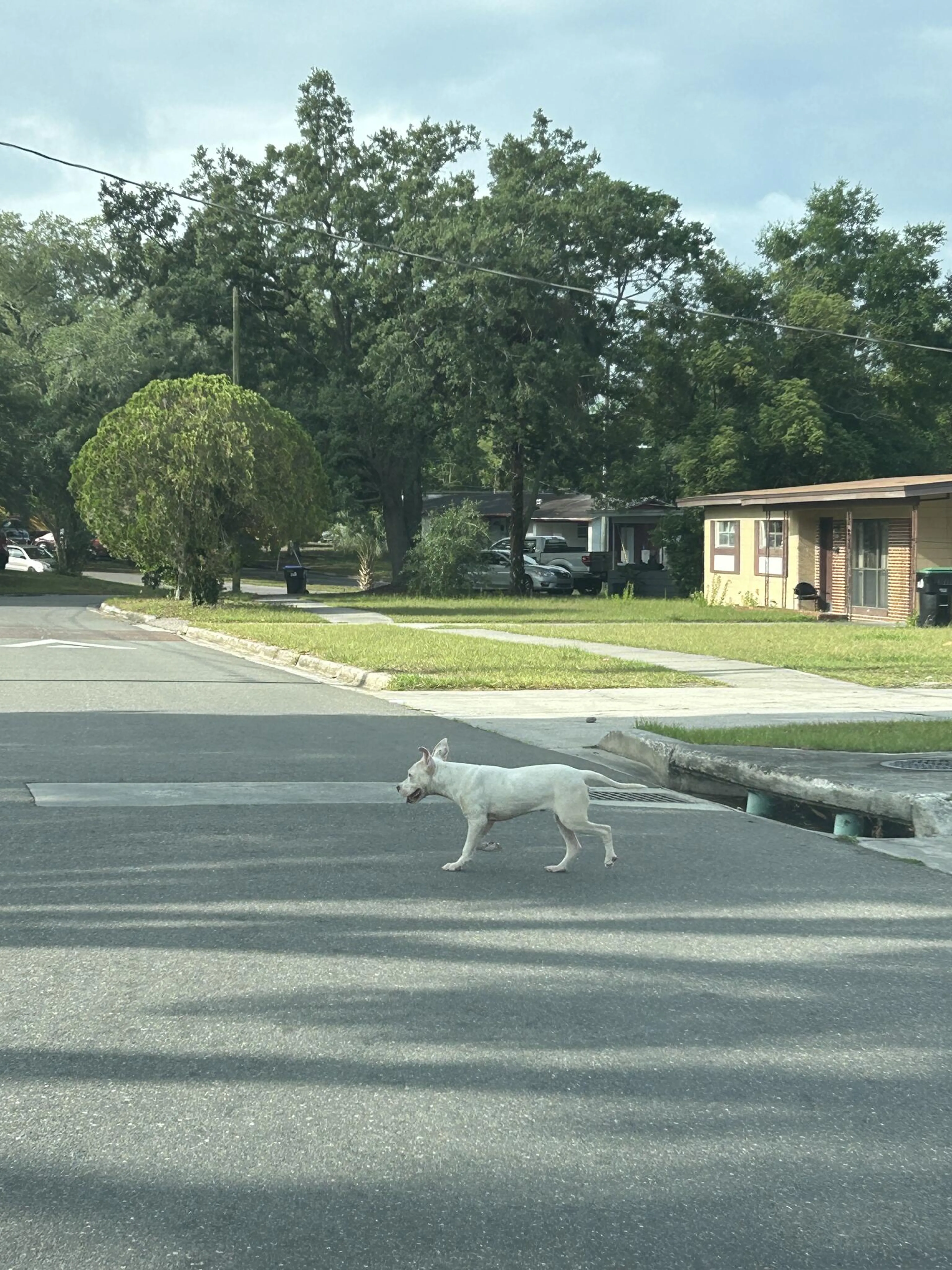 Found pet