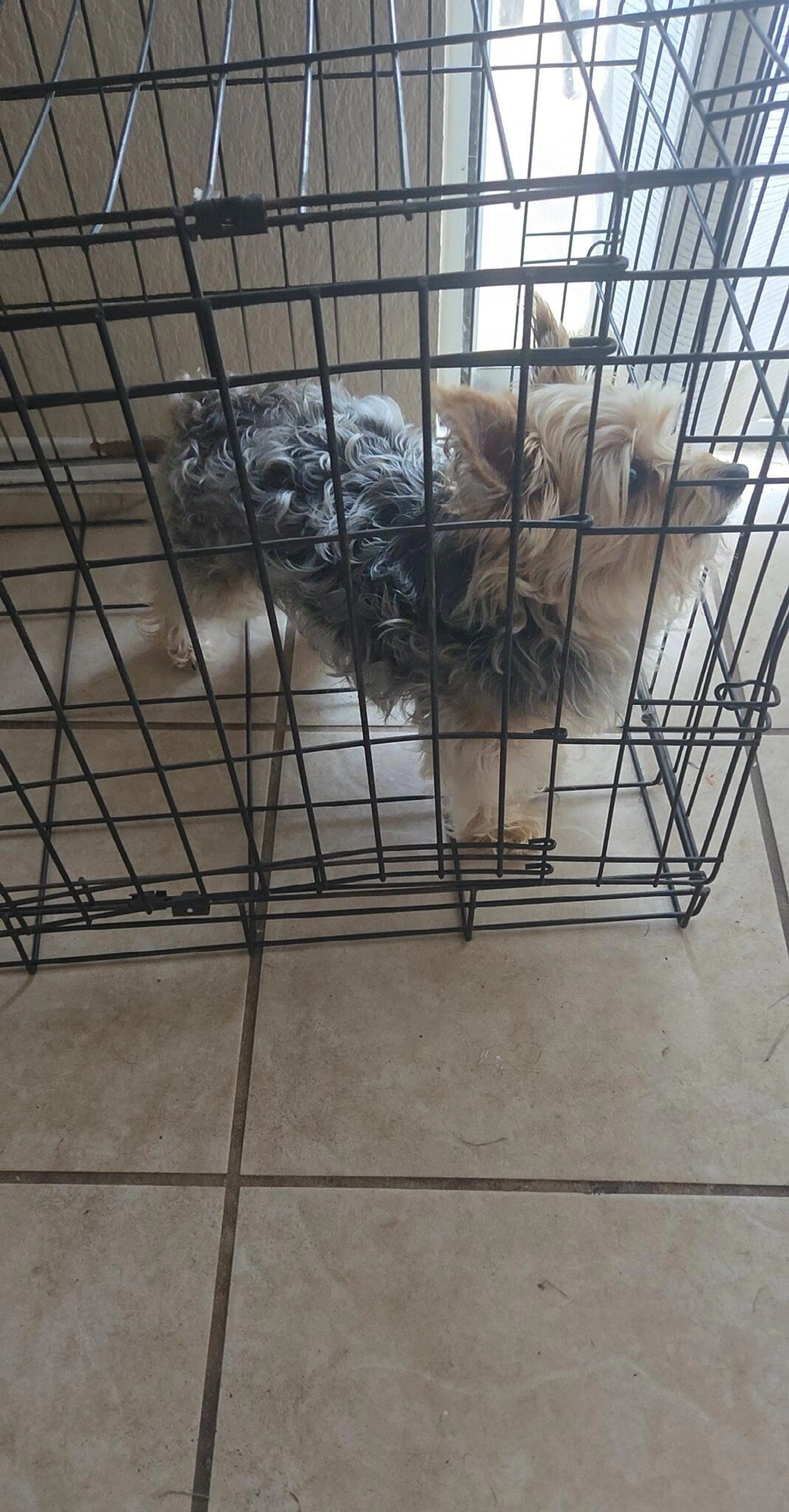 Found pet