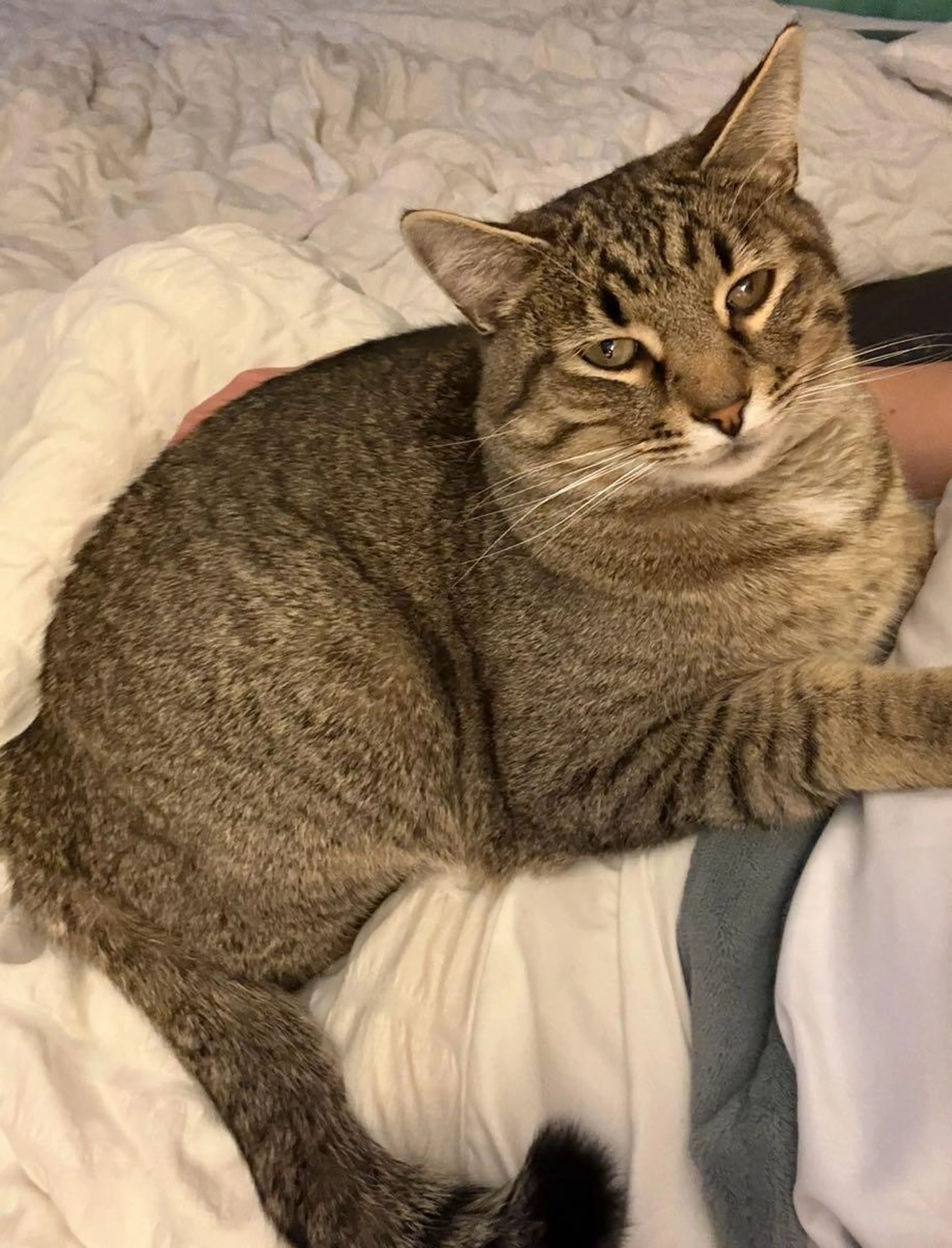 Found pet
