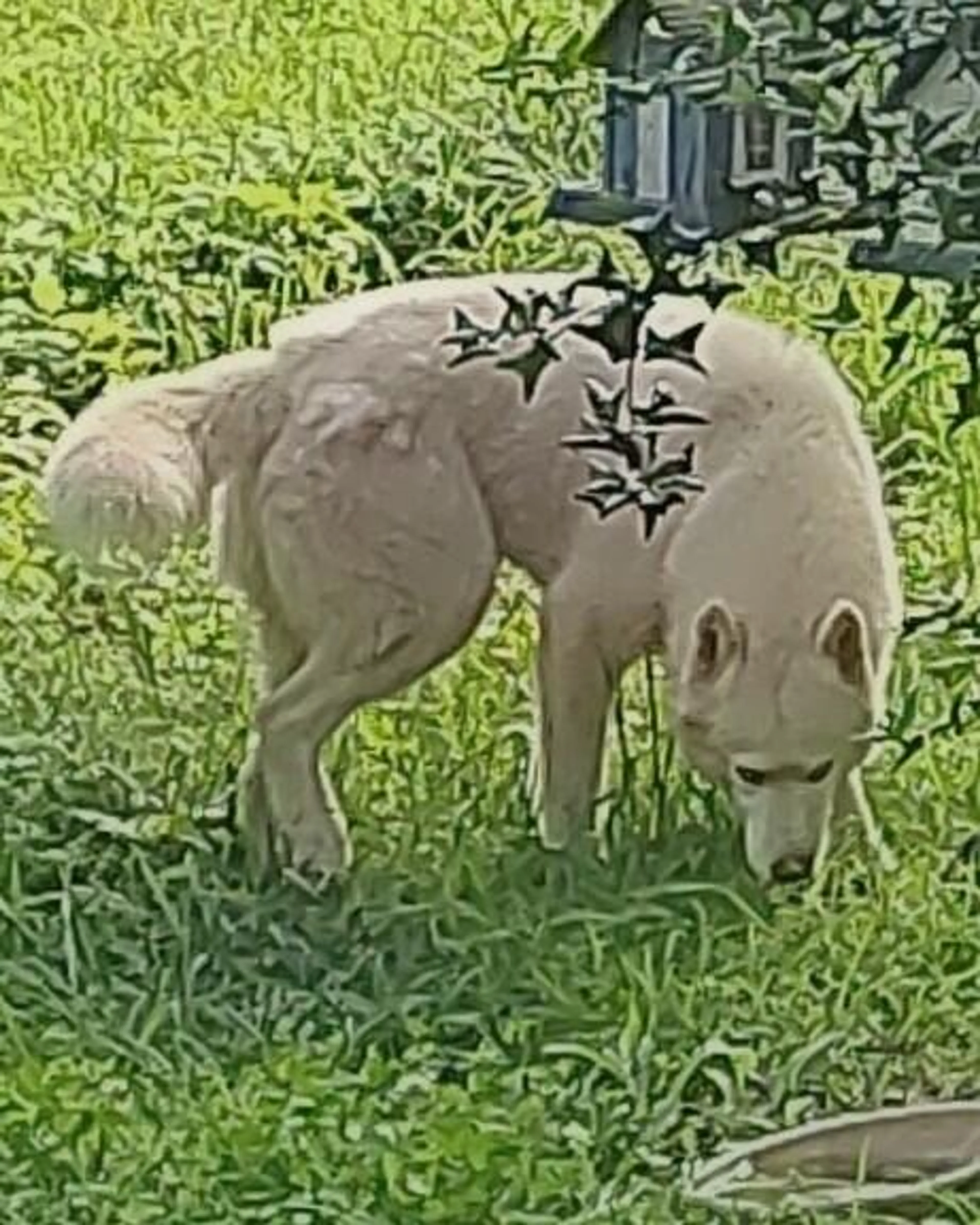 Found pet