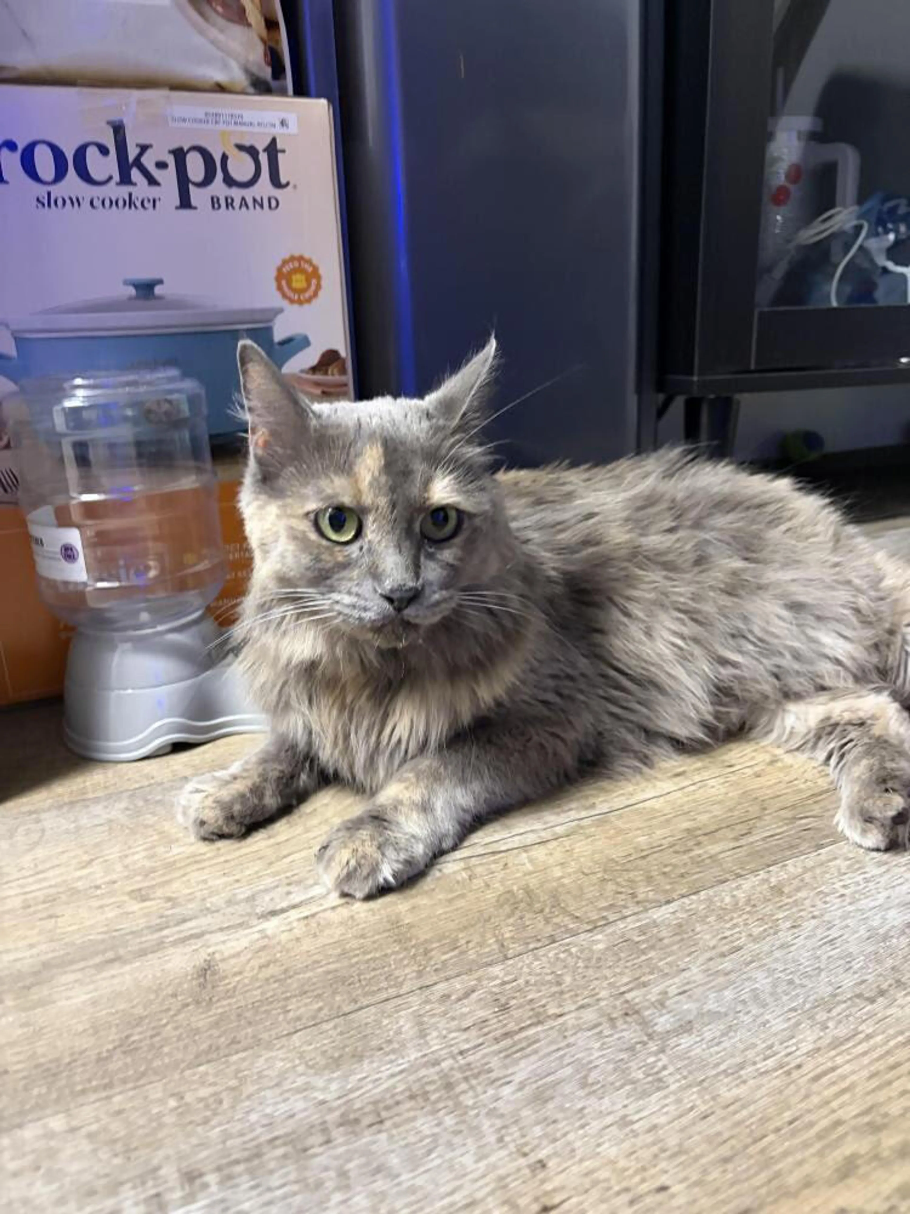 Found pet