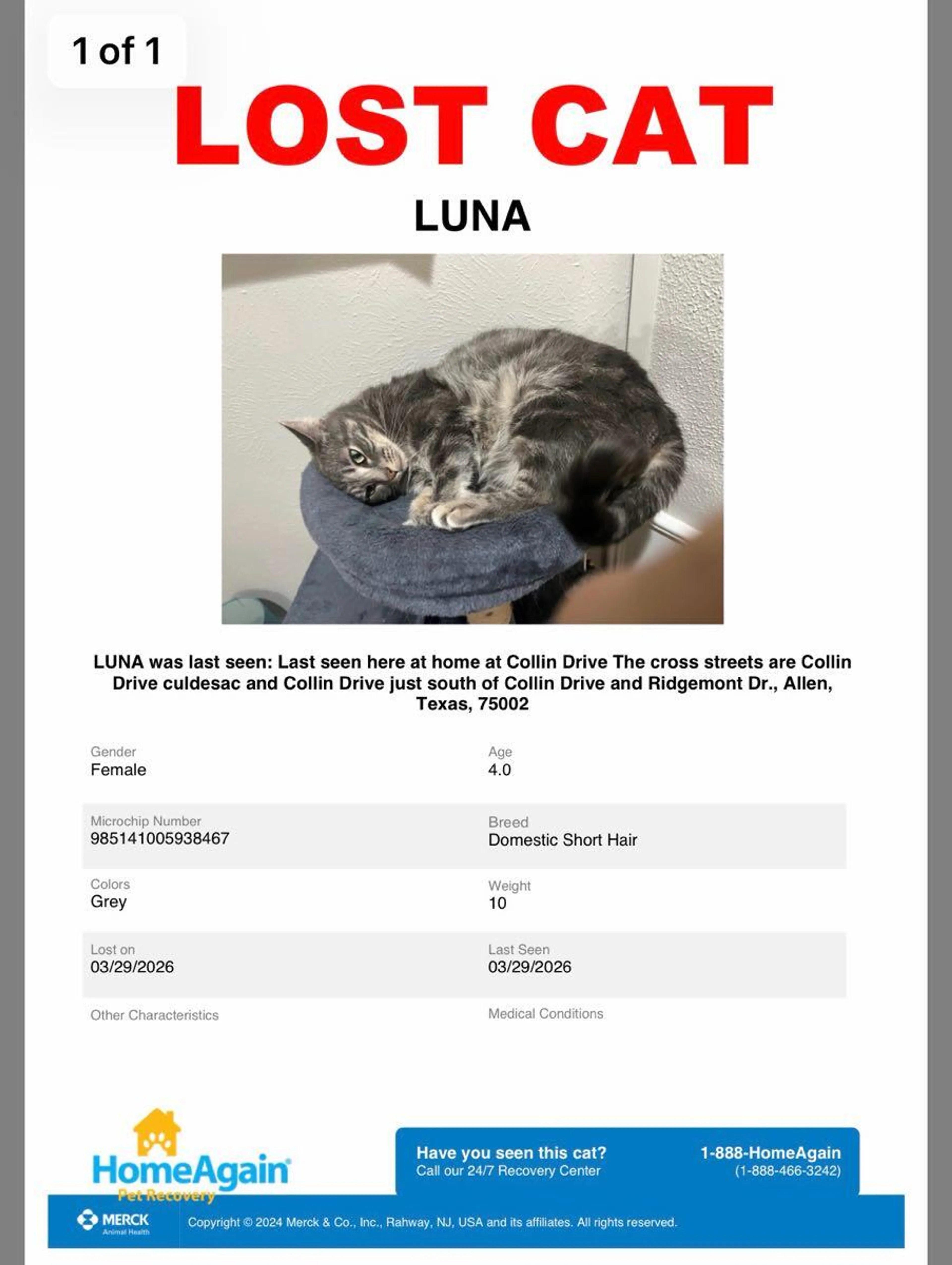 Lost pet
