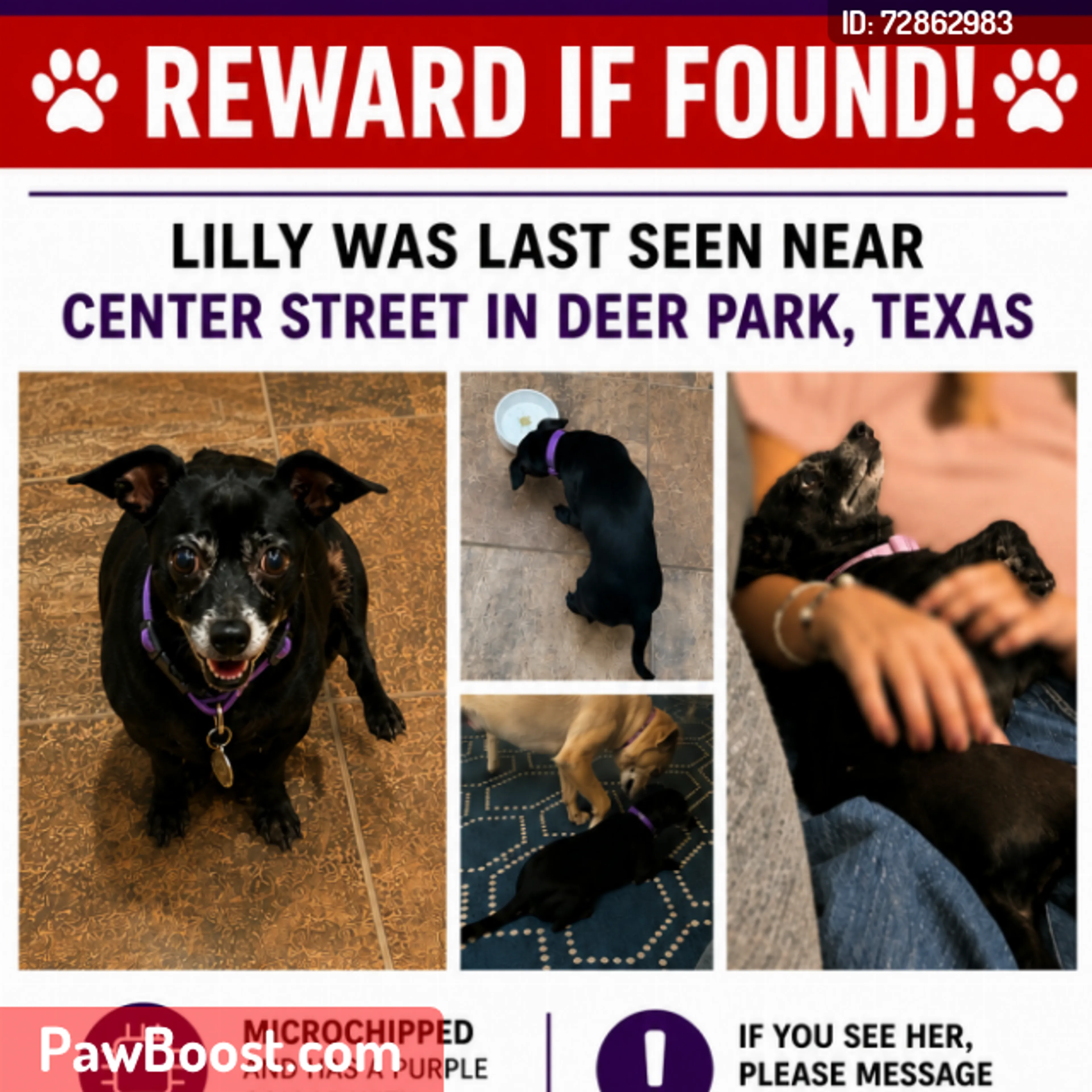 Lost pet