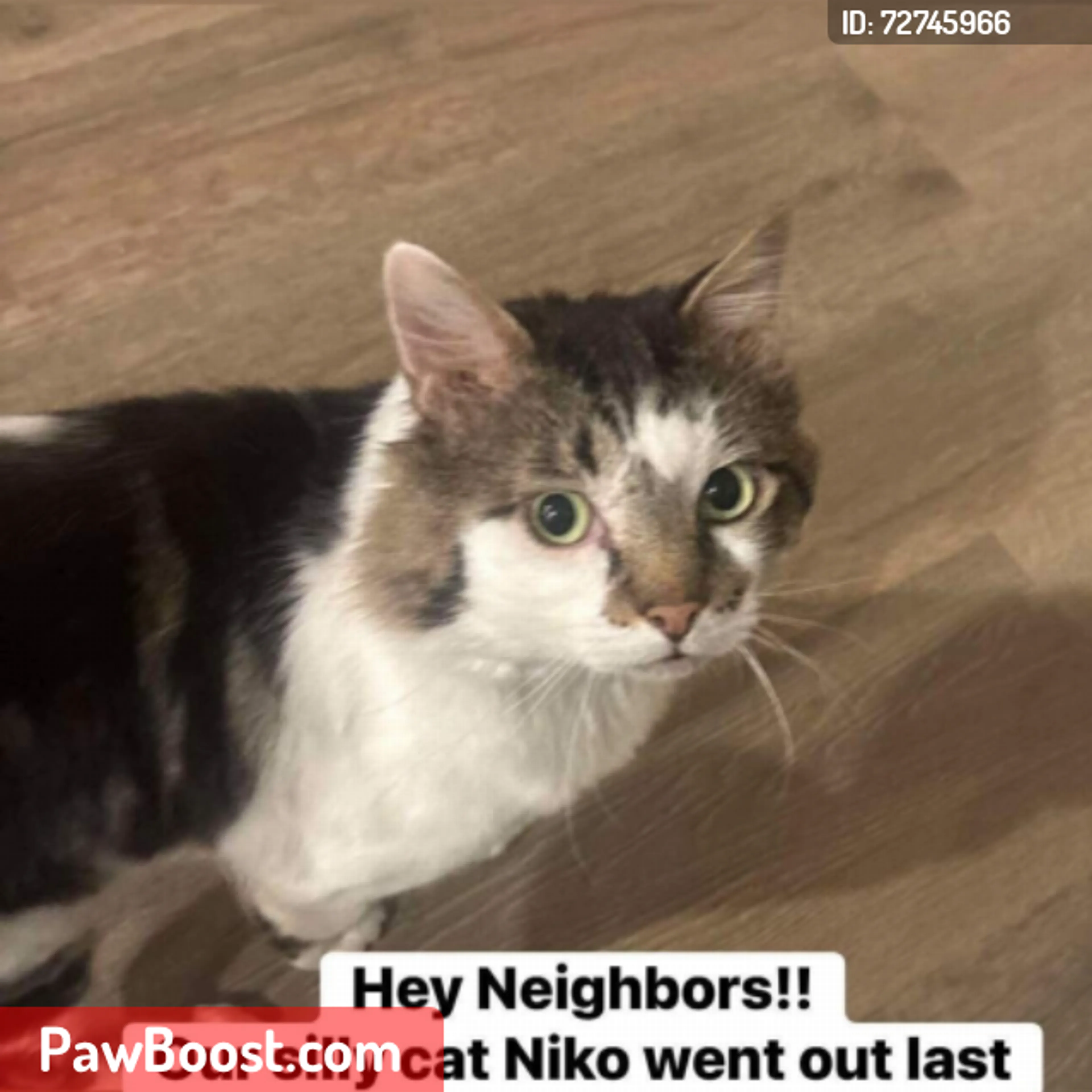 Lost pet