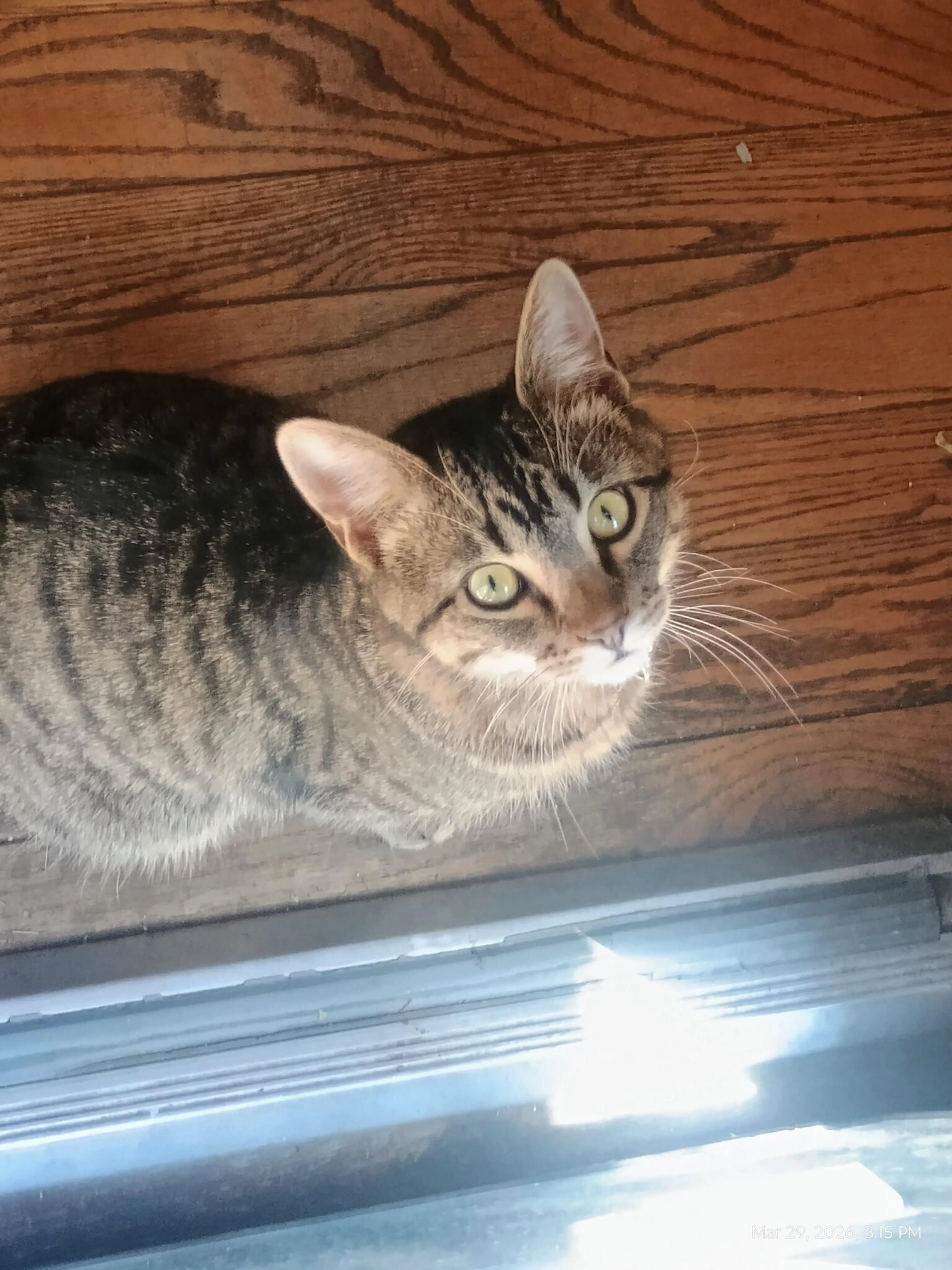 Lost pet