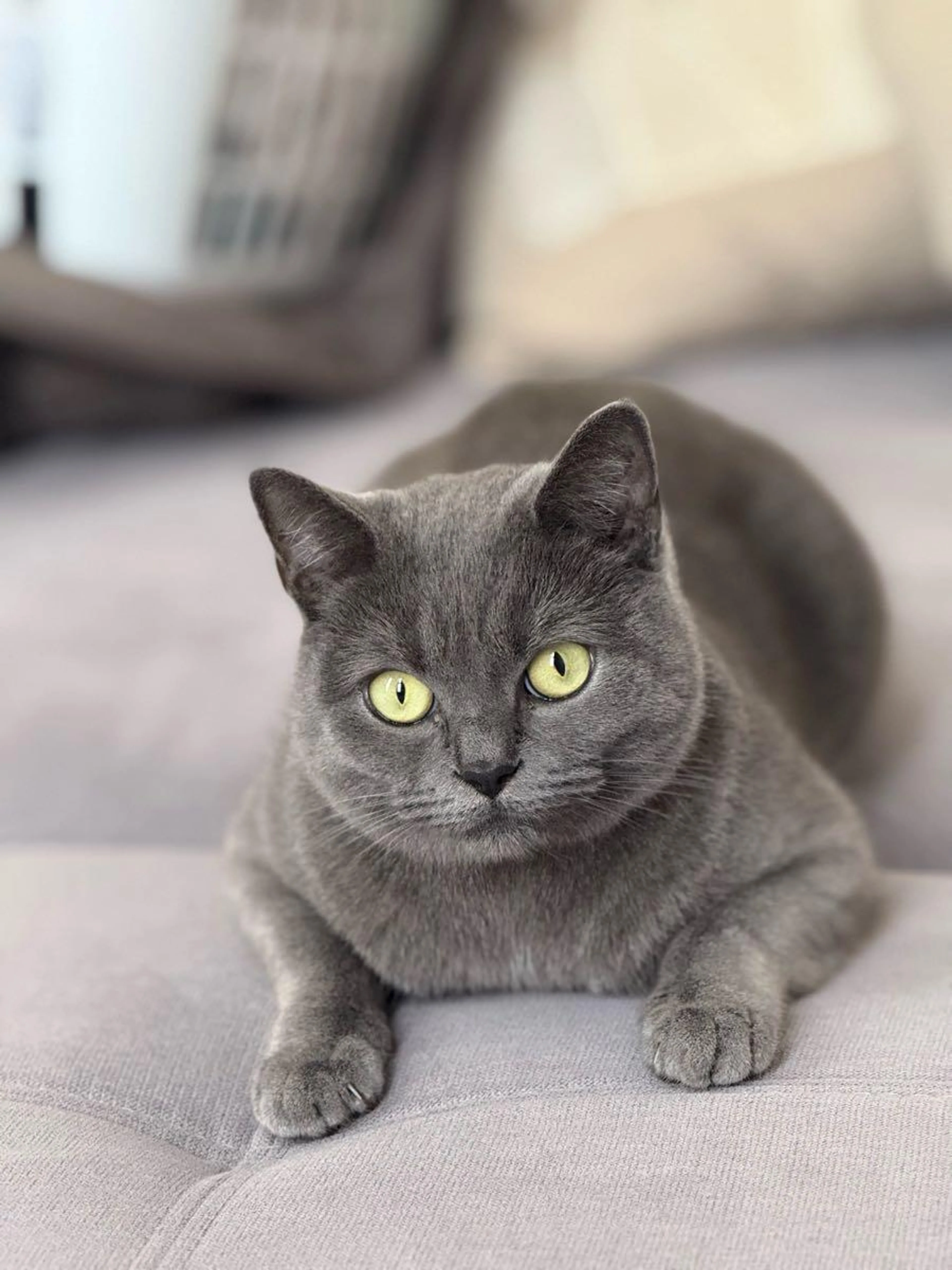 Lost pet