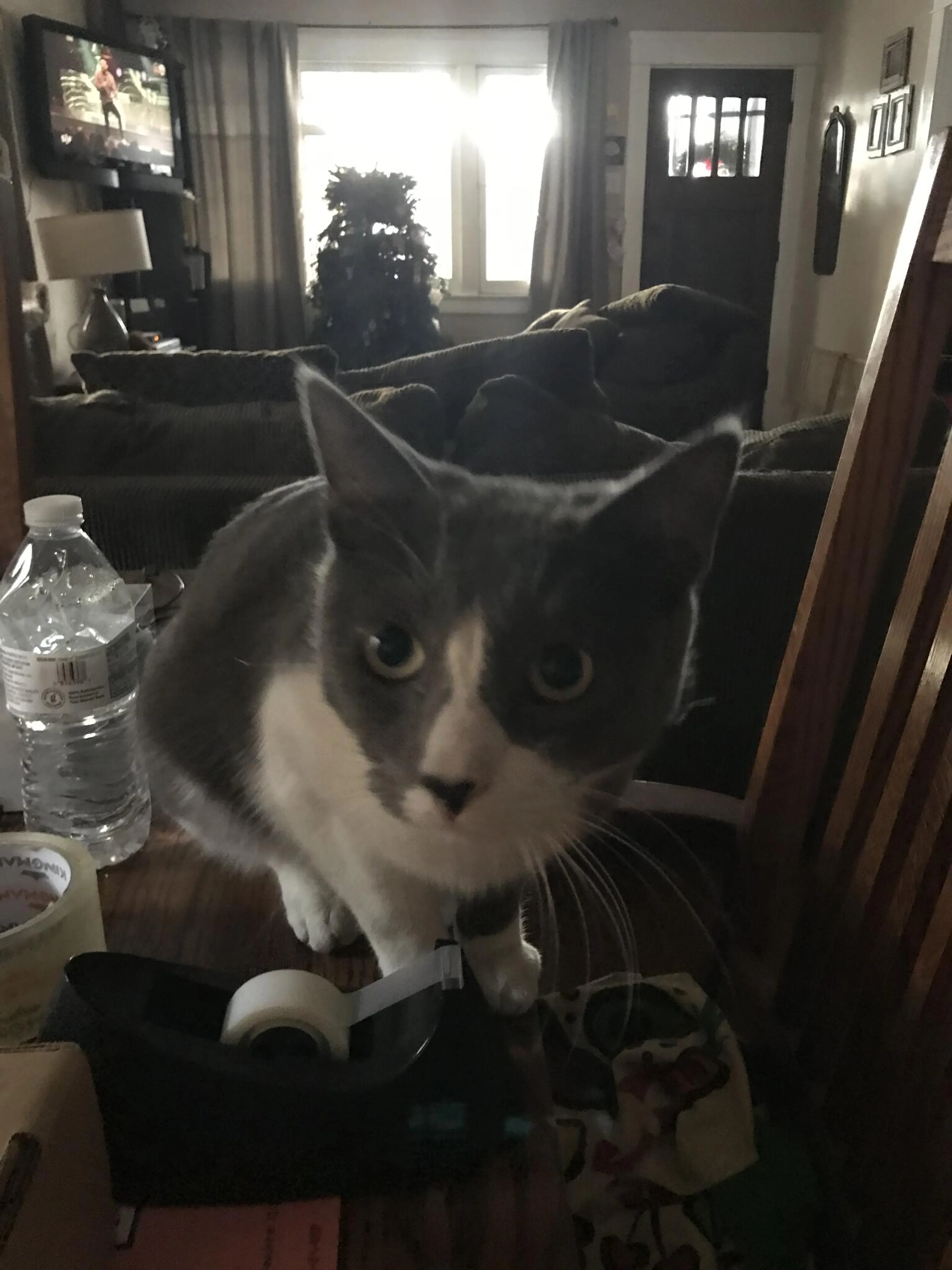 Lost pet