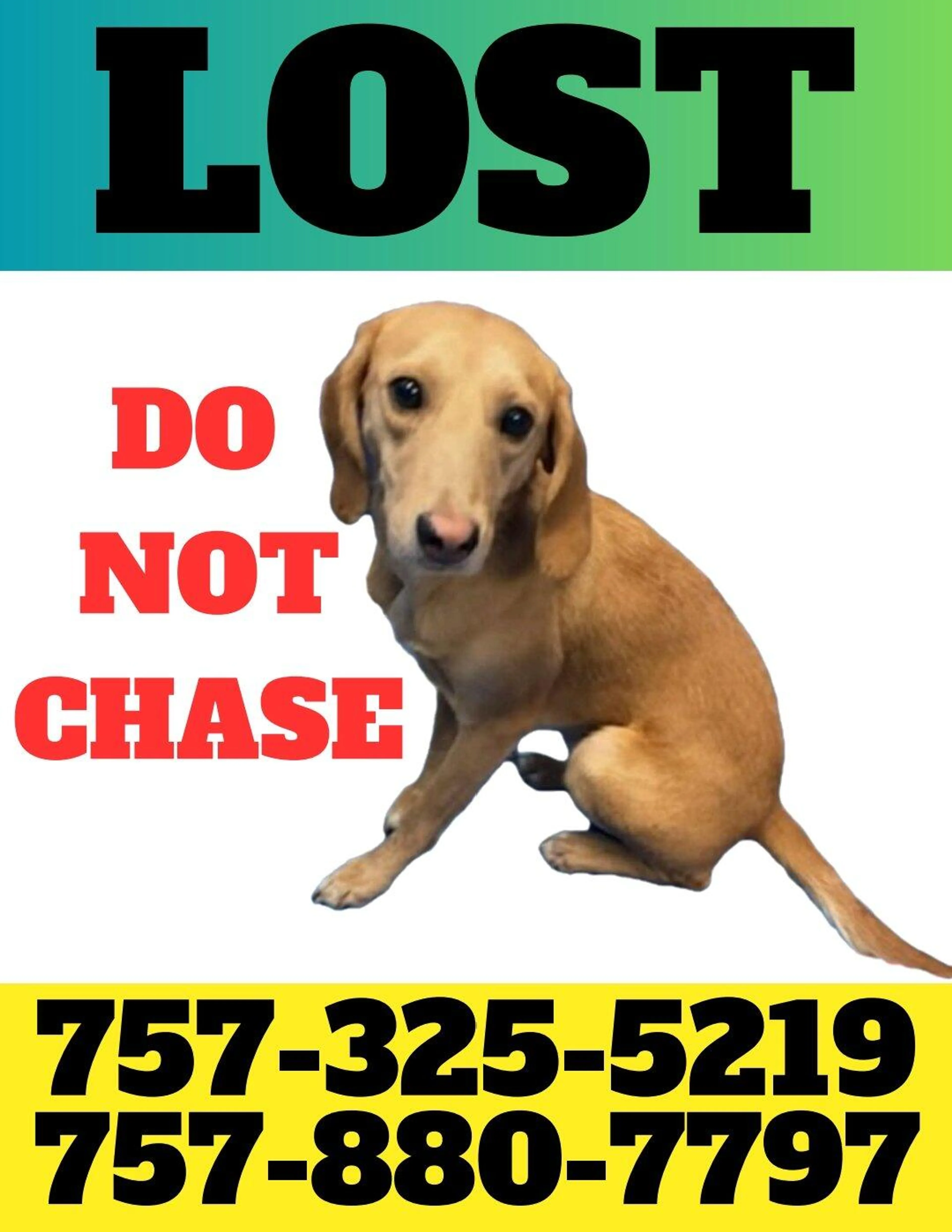 Lost pet
