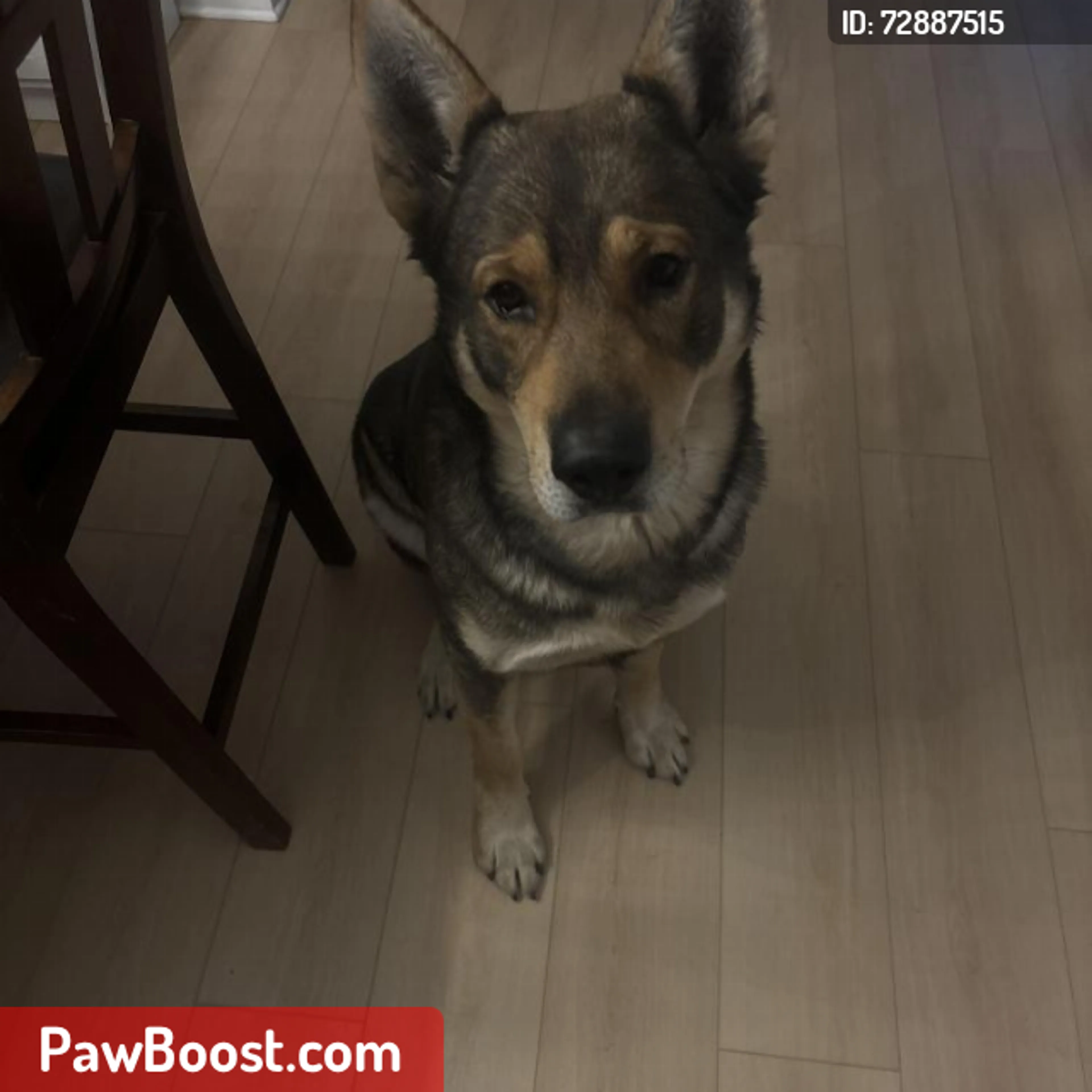 Lost pet
