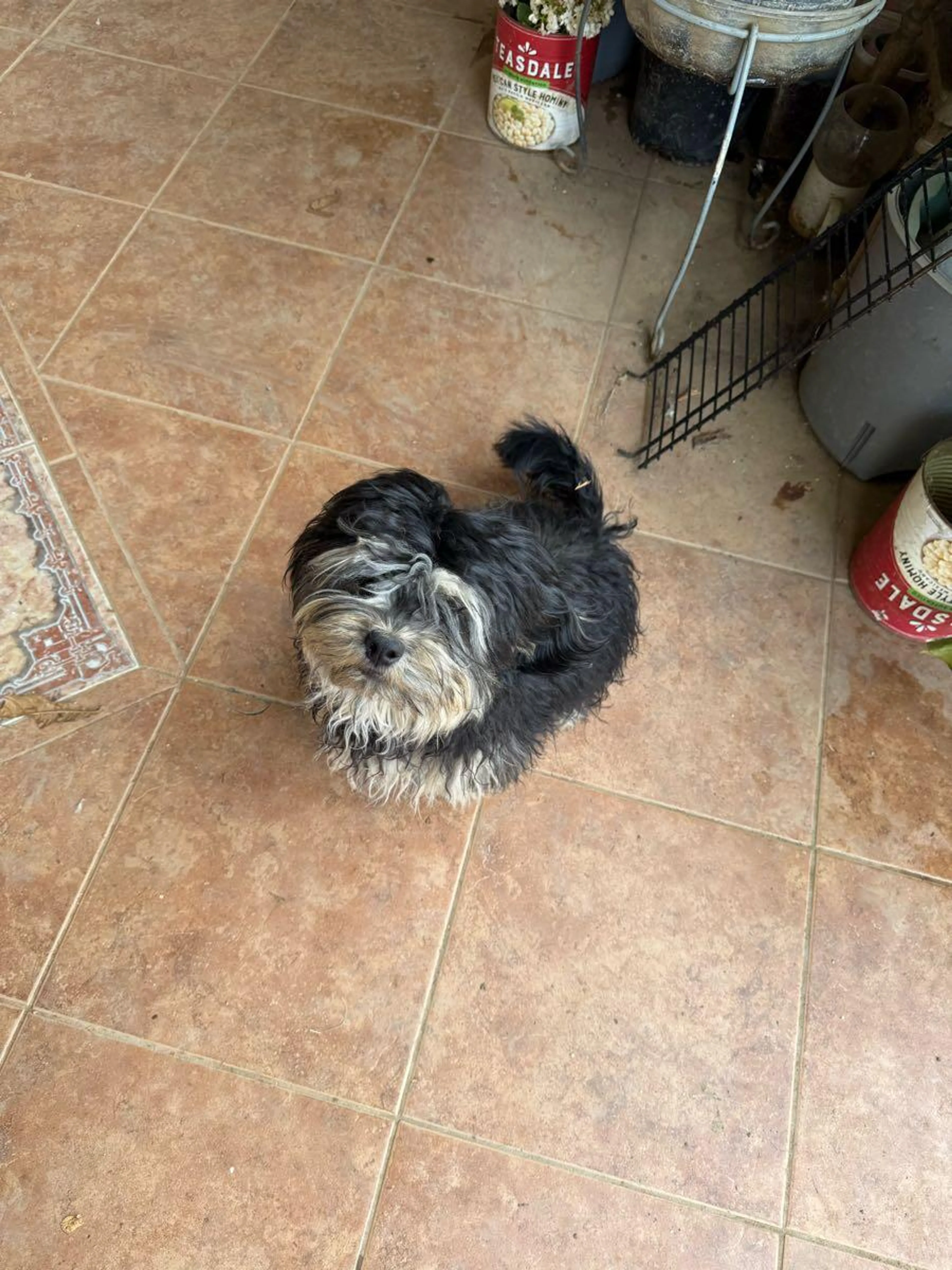 Lost pet