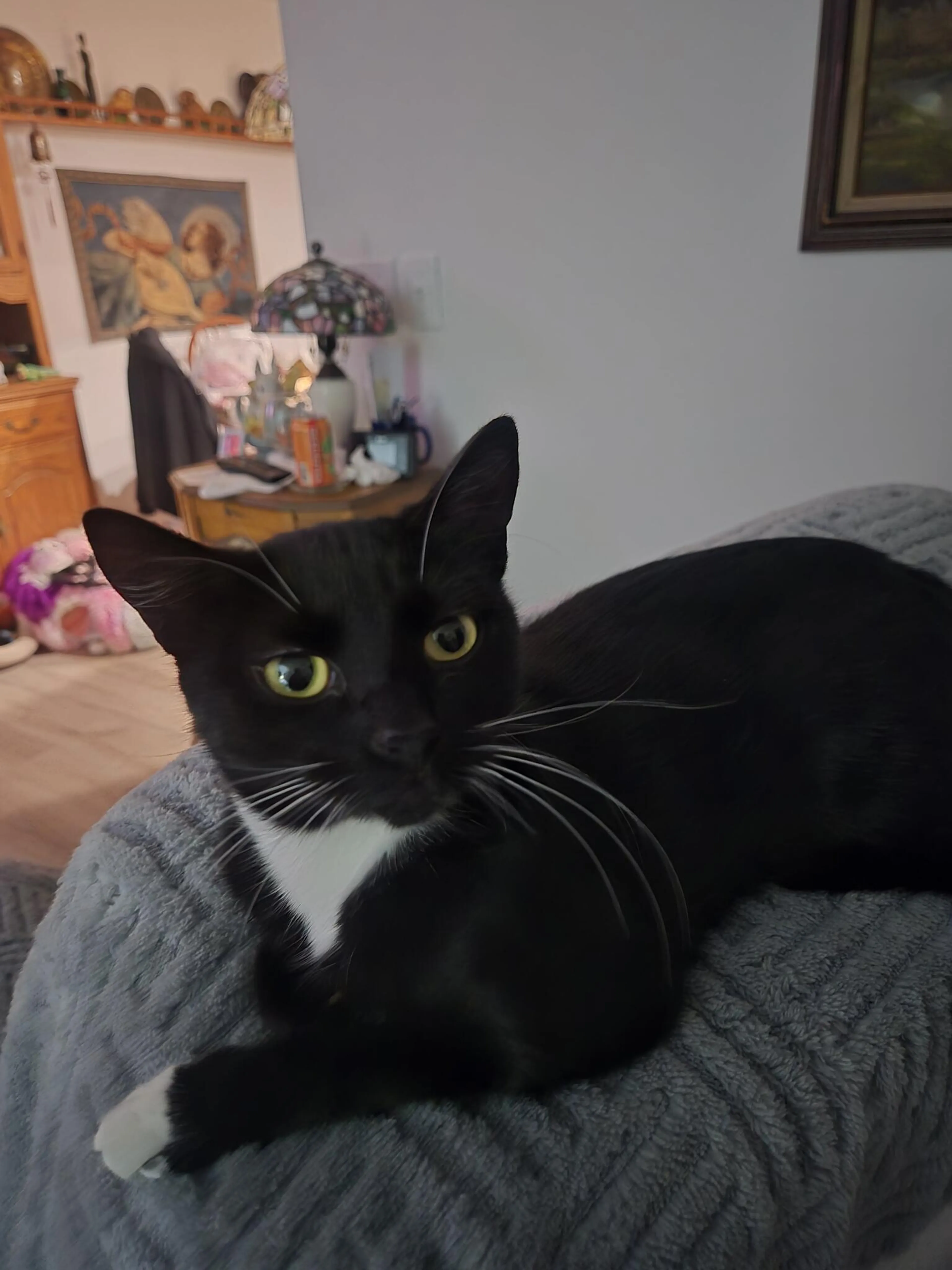 Found pet