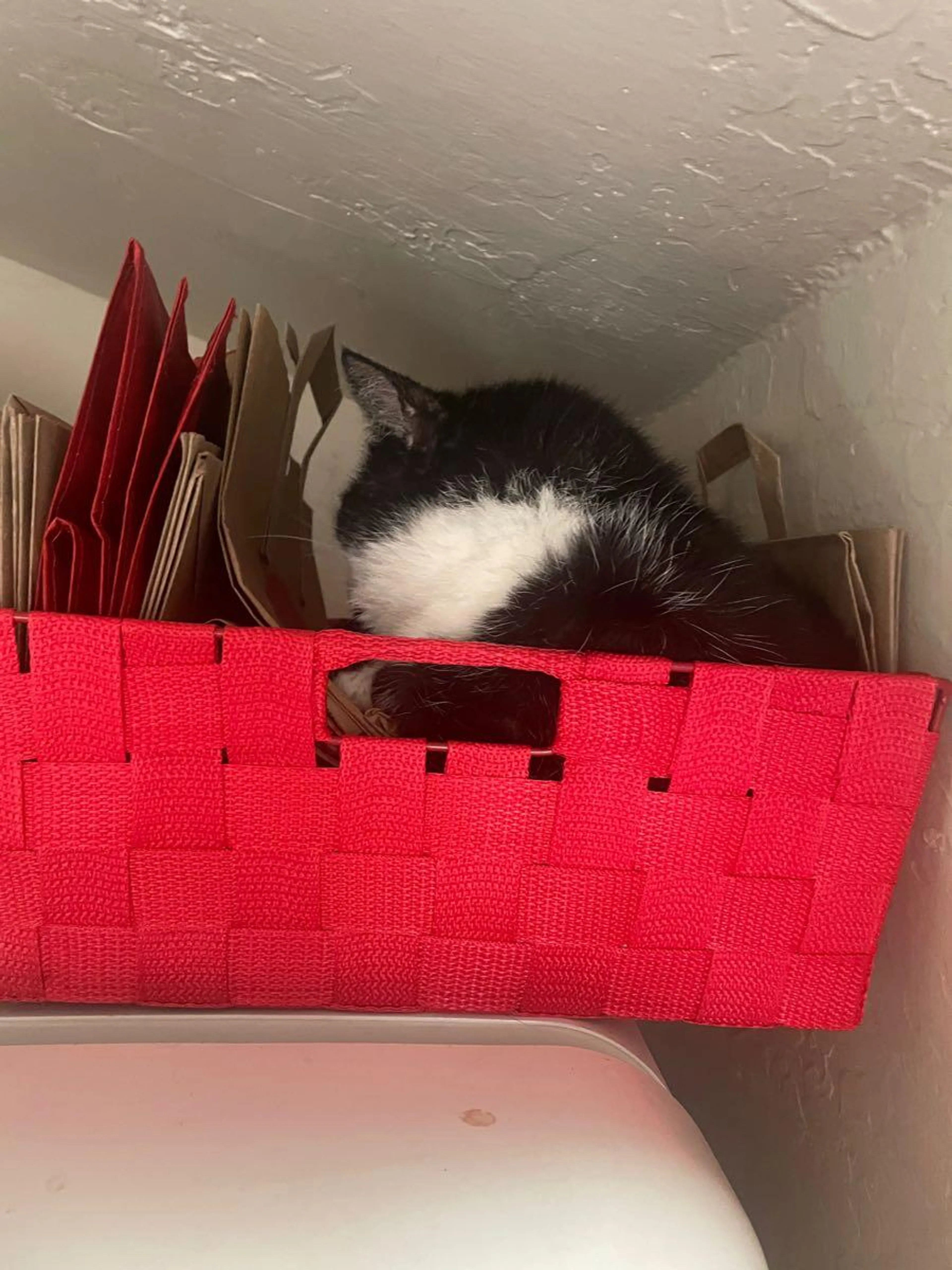 Lost pet