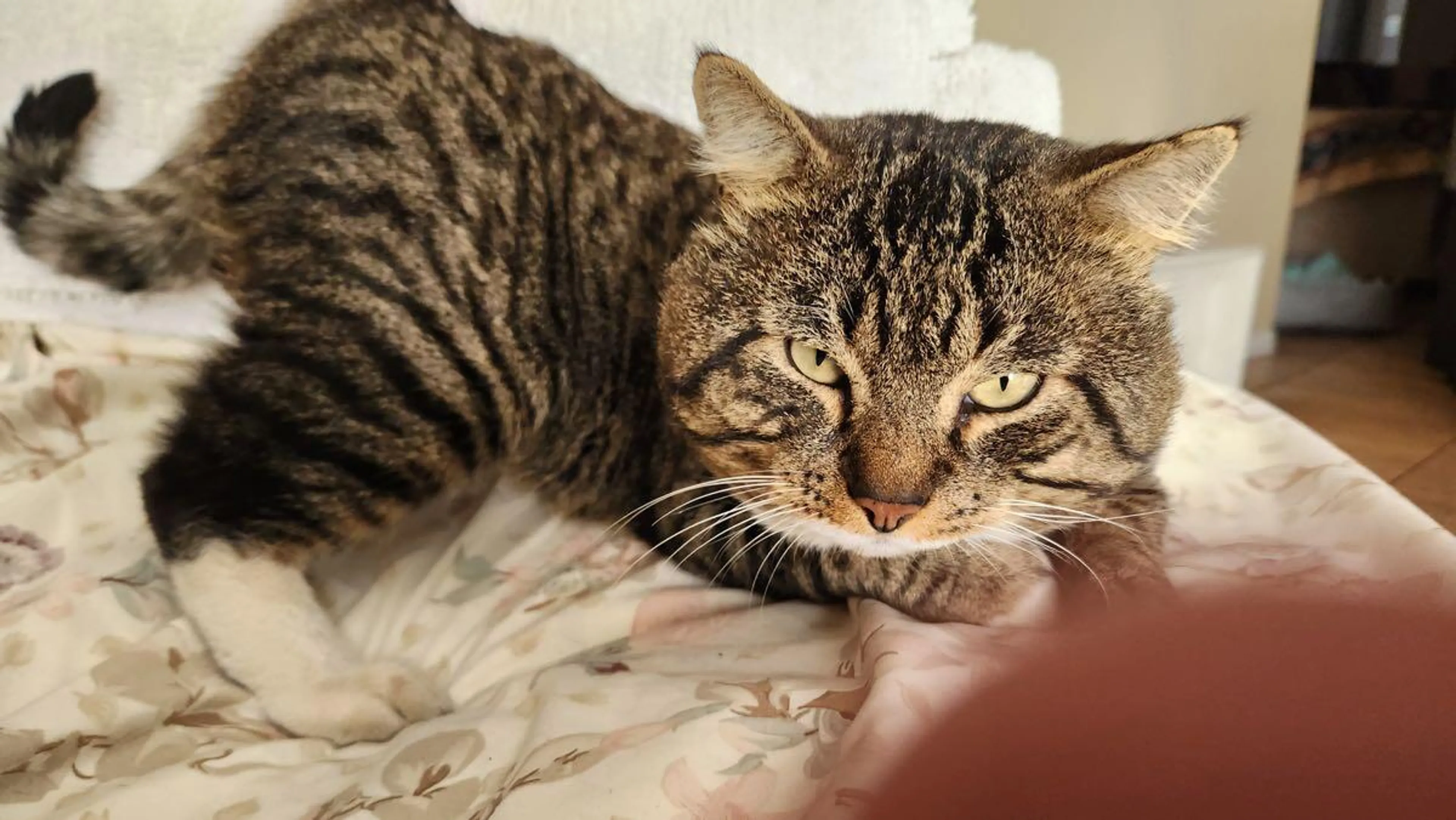 Lost pet