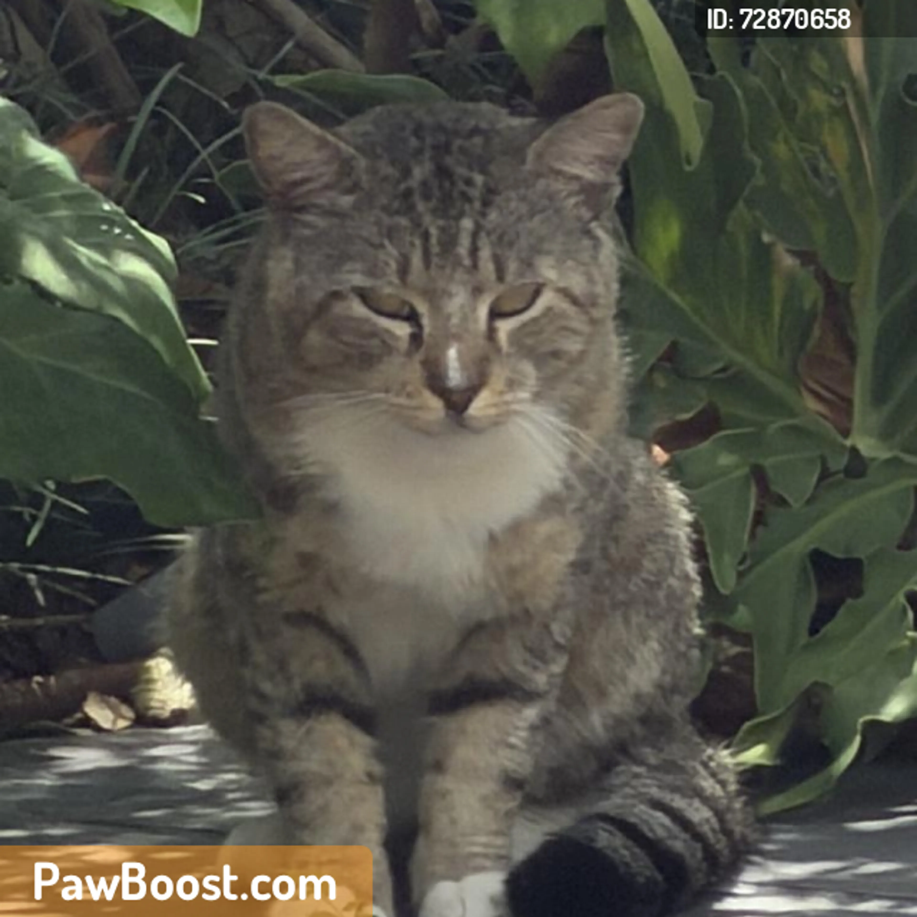 Found pet