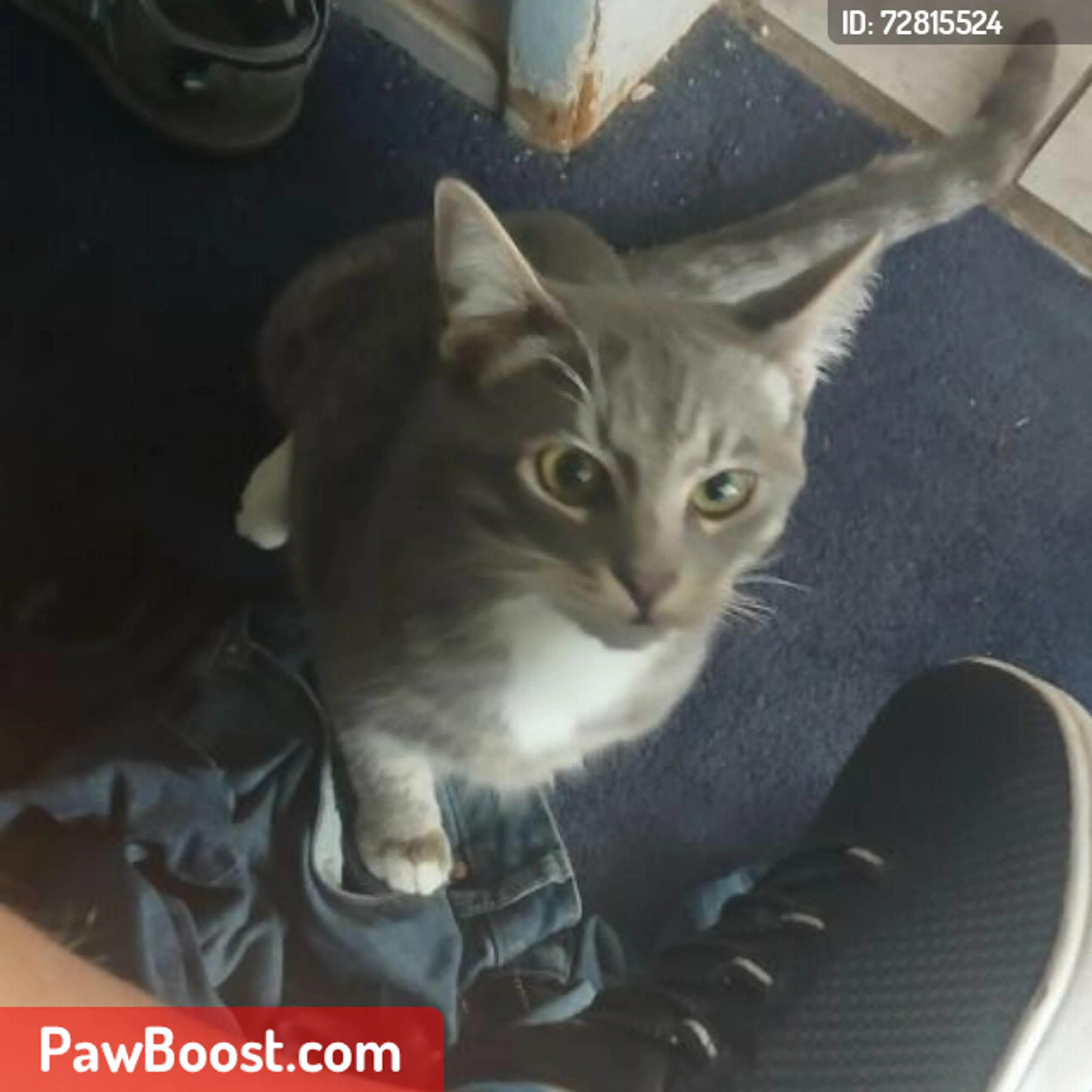 Lost pet
