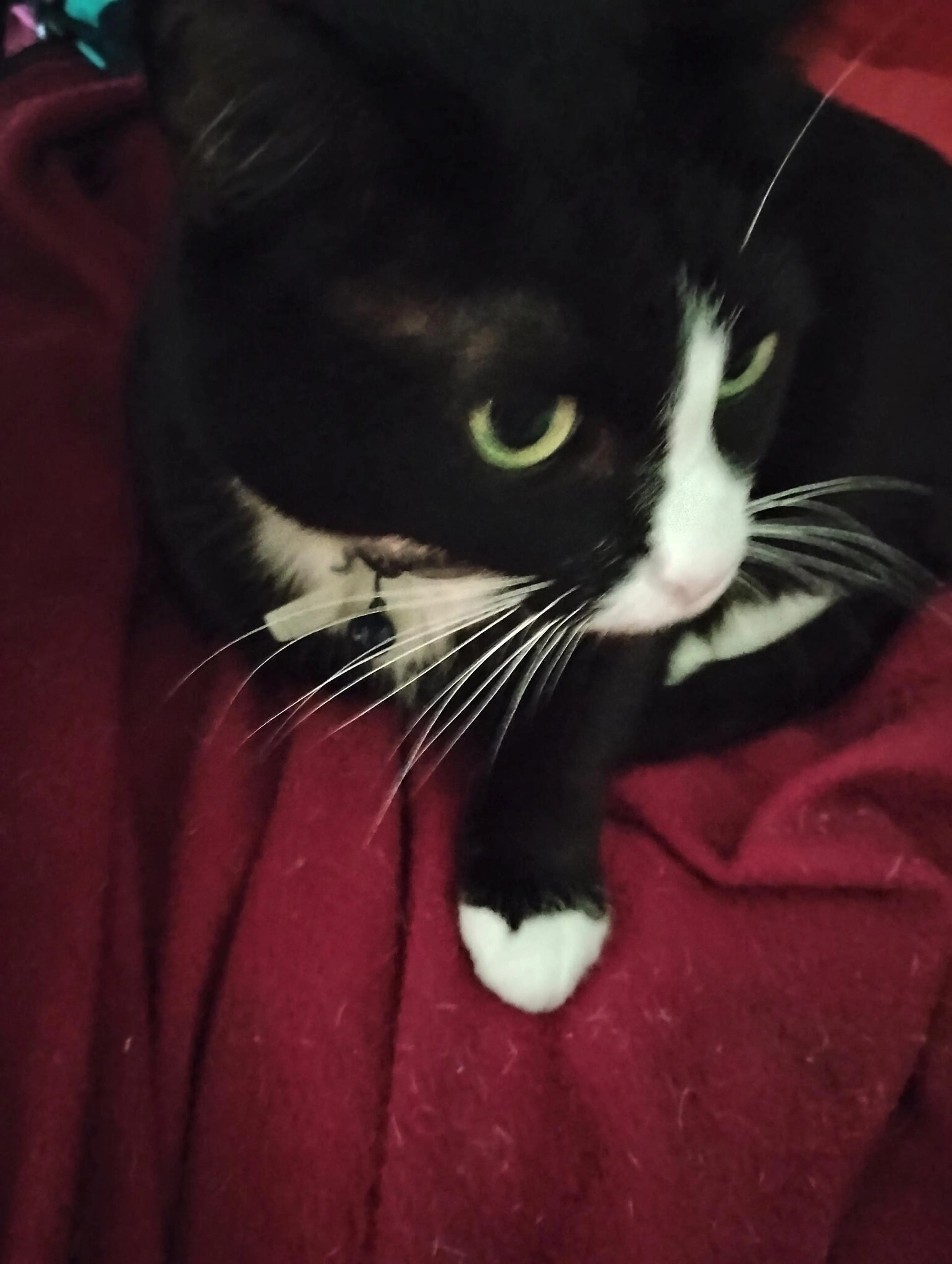 Lost pet