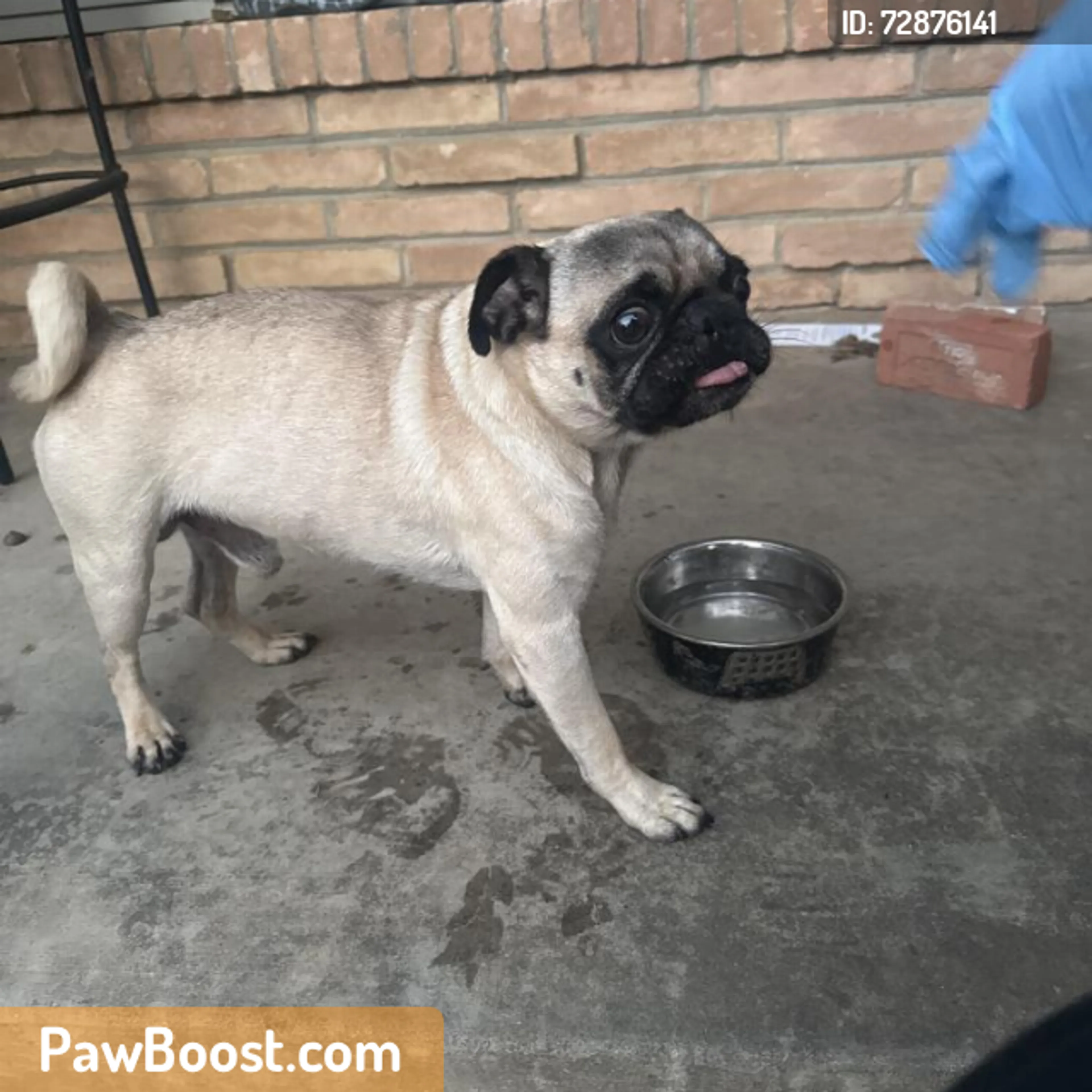 Found pet