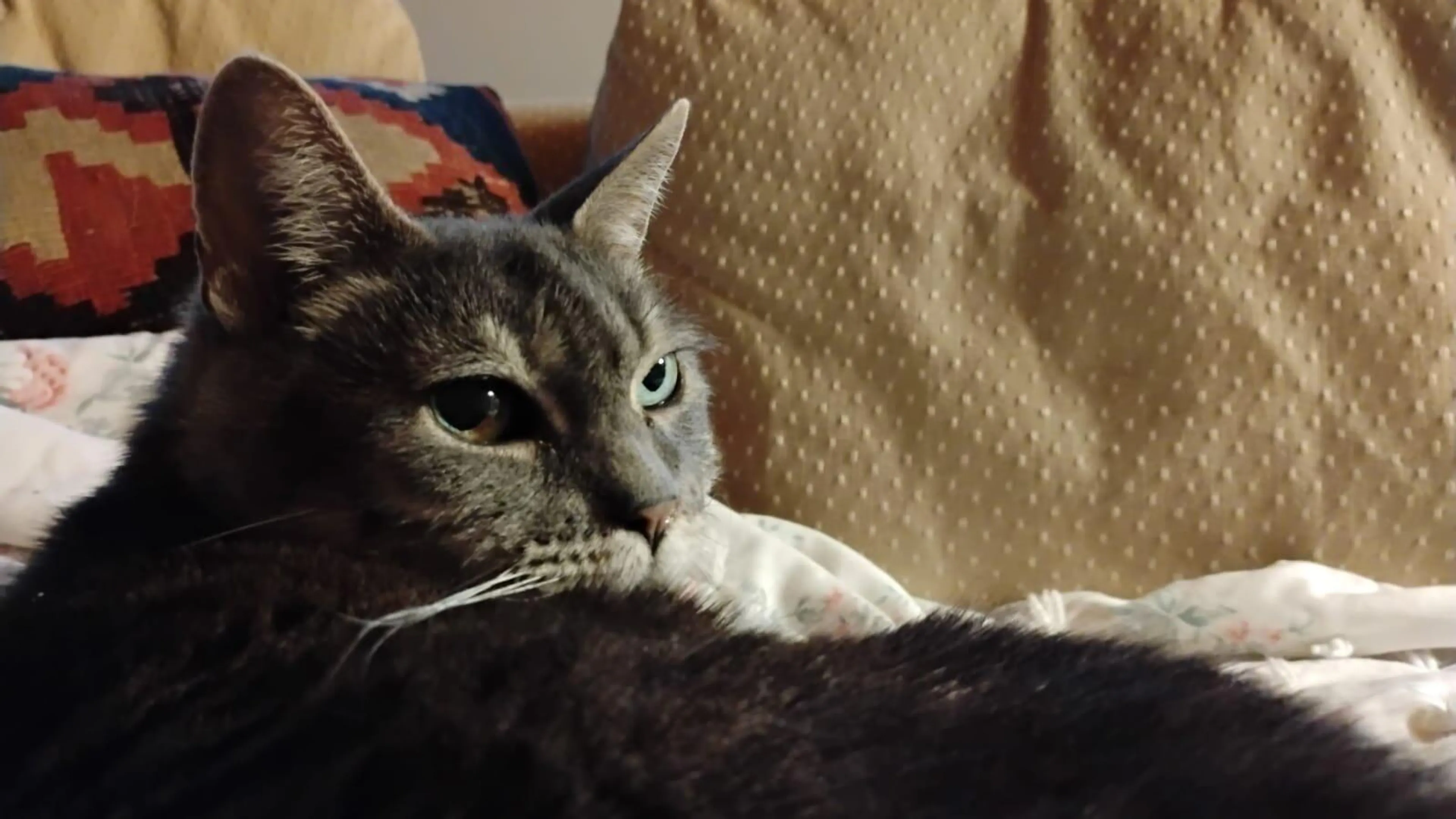 Found pet