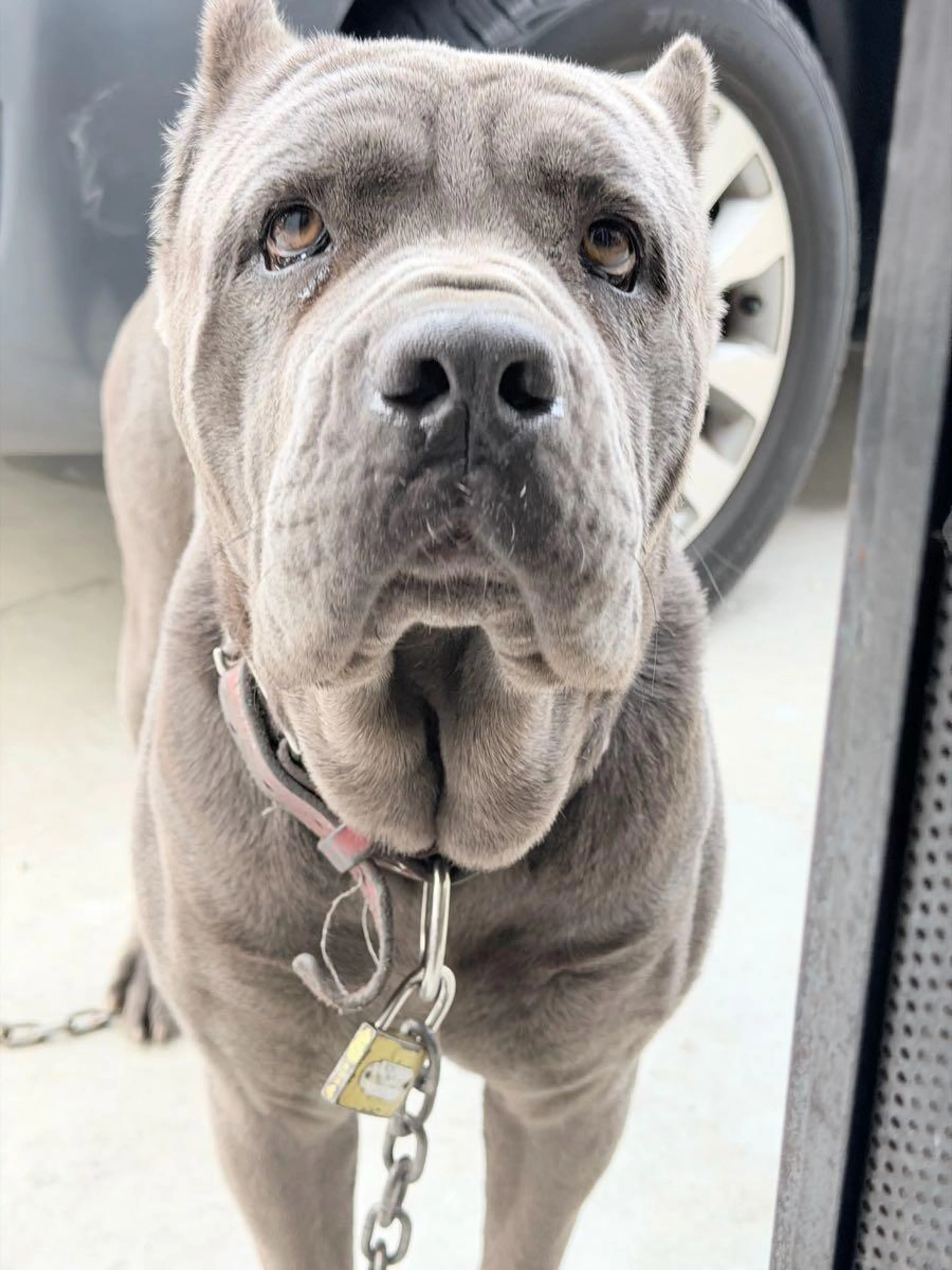 Found pet