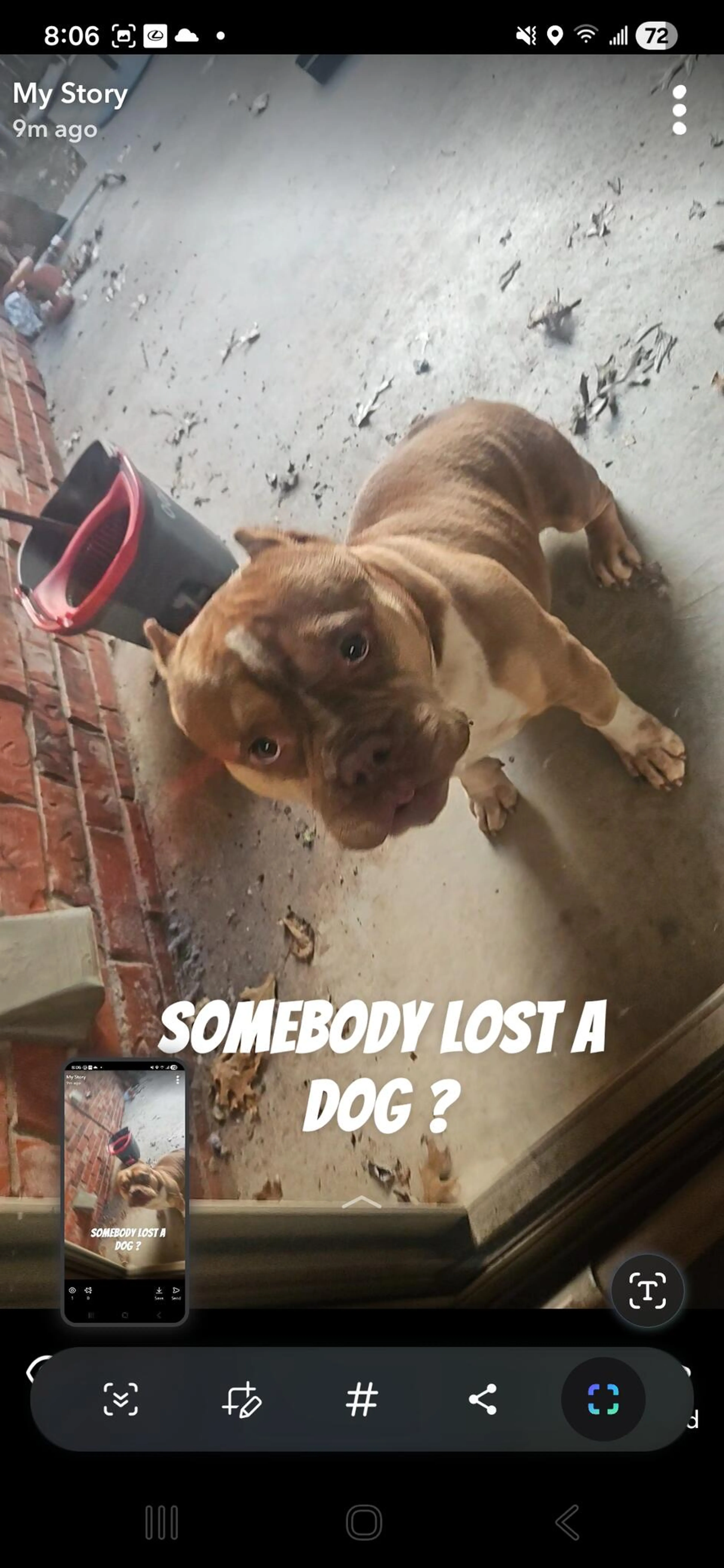 Found pet