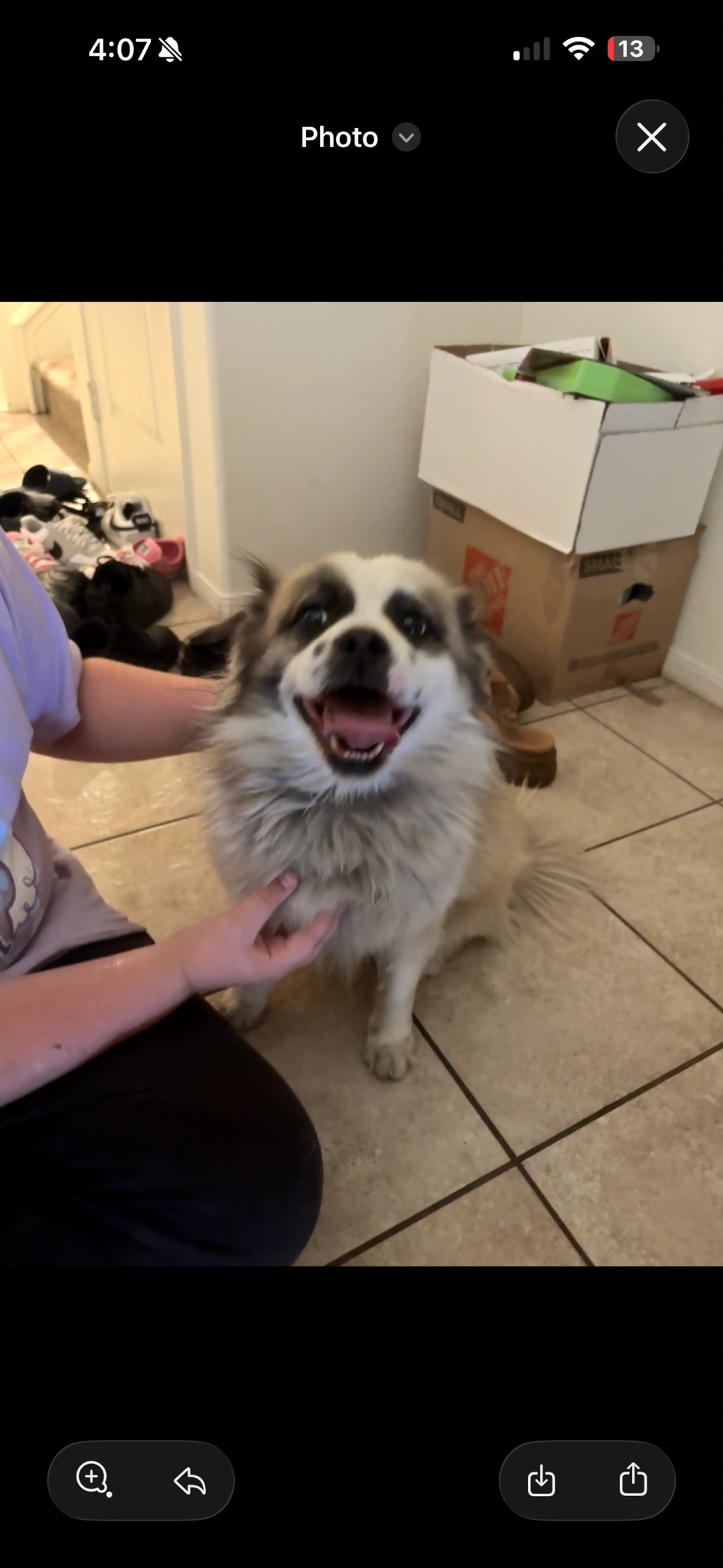 Found pet
