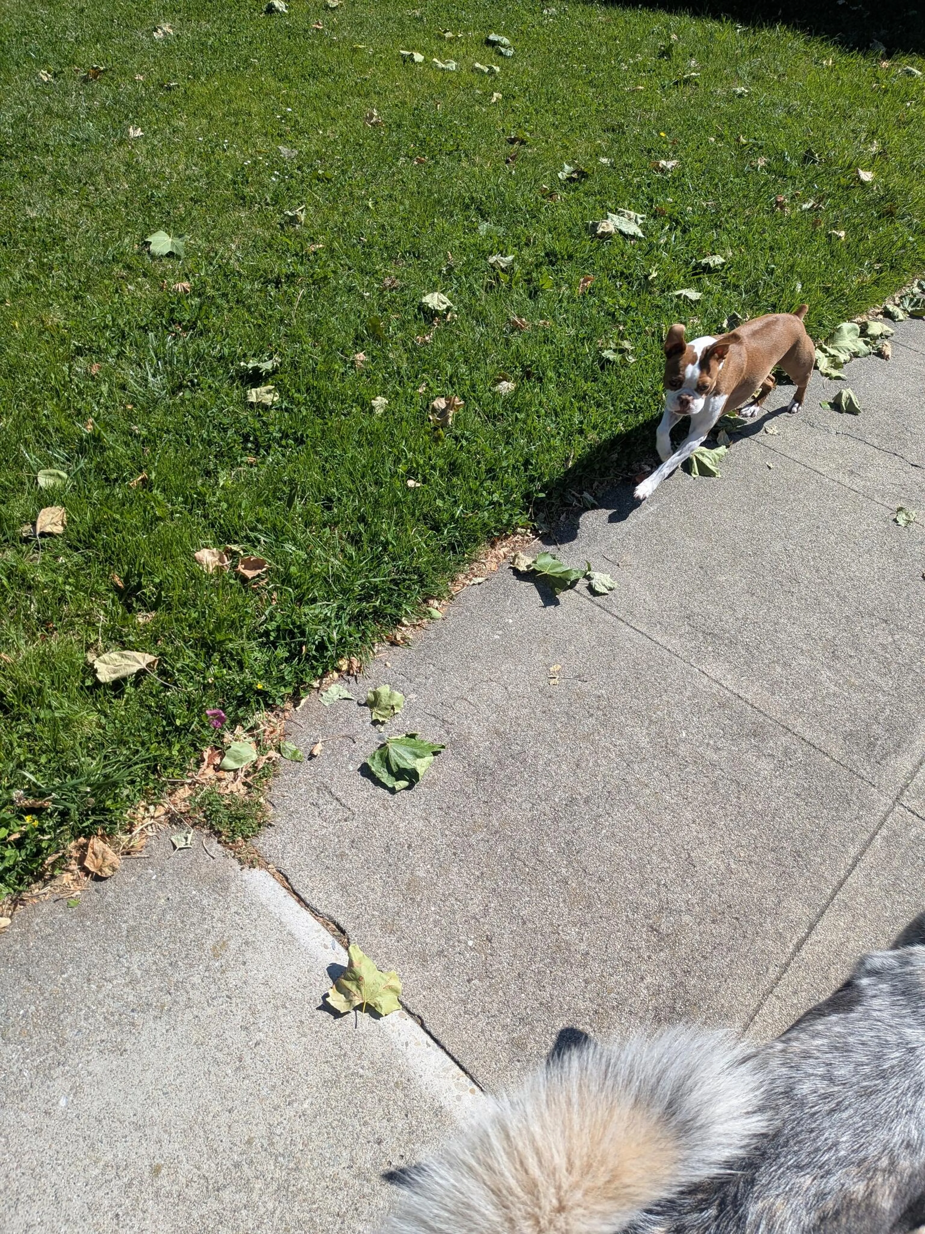 Found pet