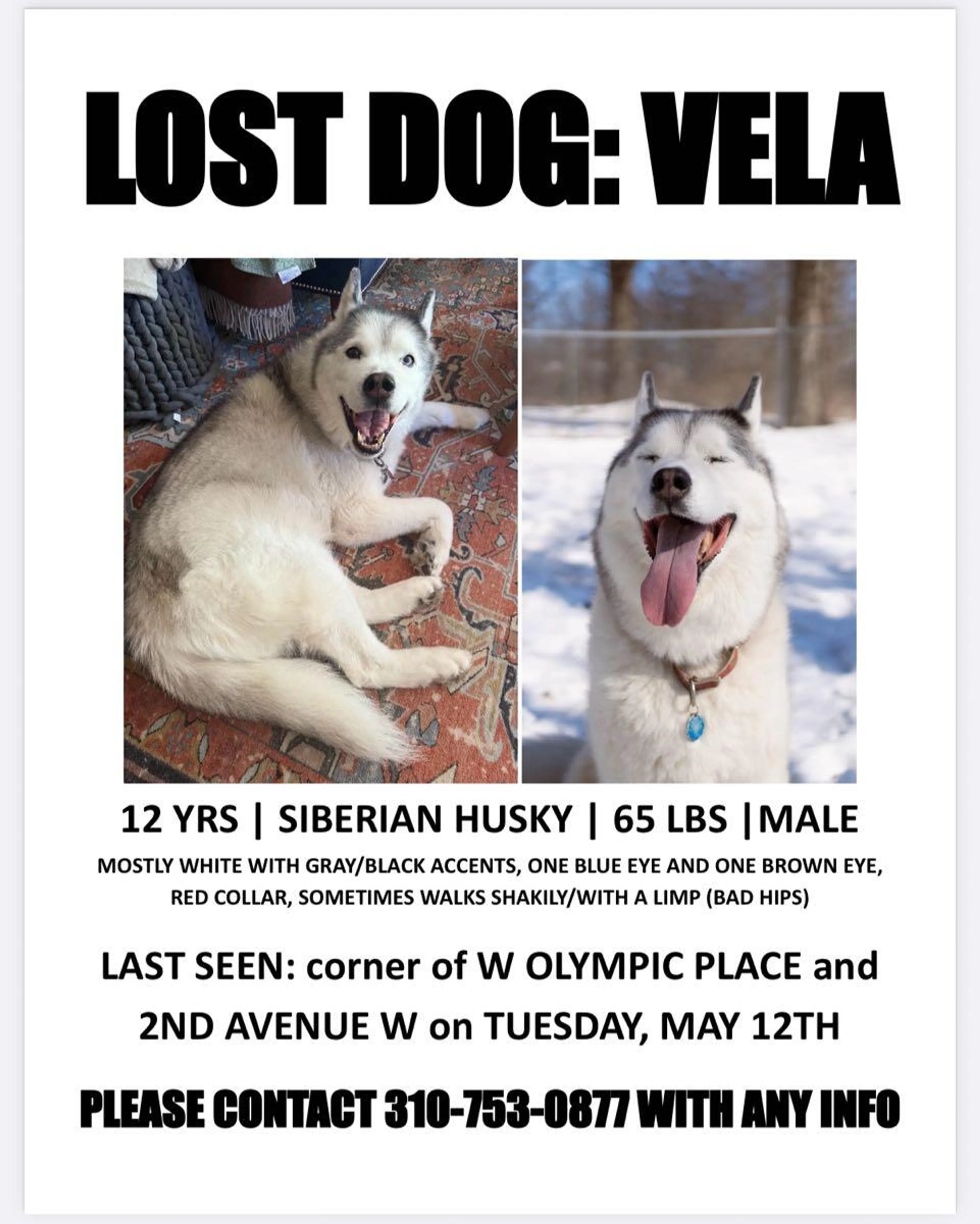 Lost pet