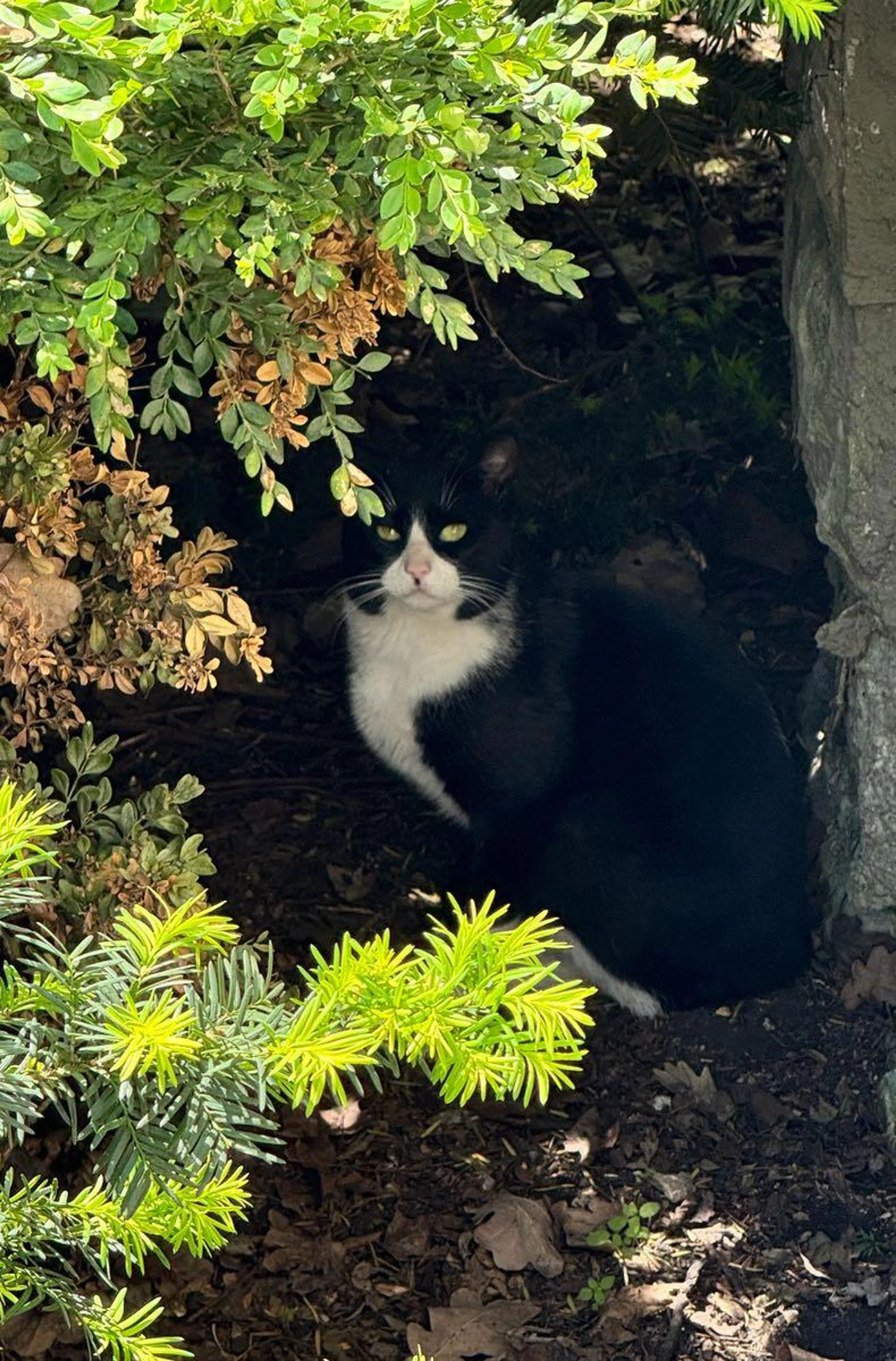 Found pet