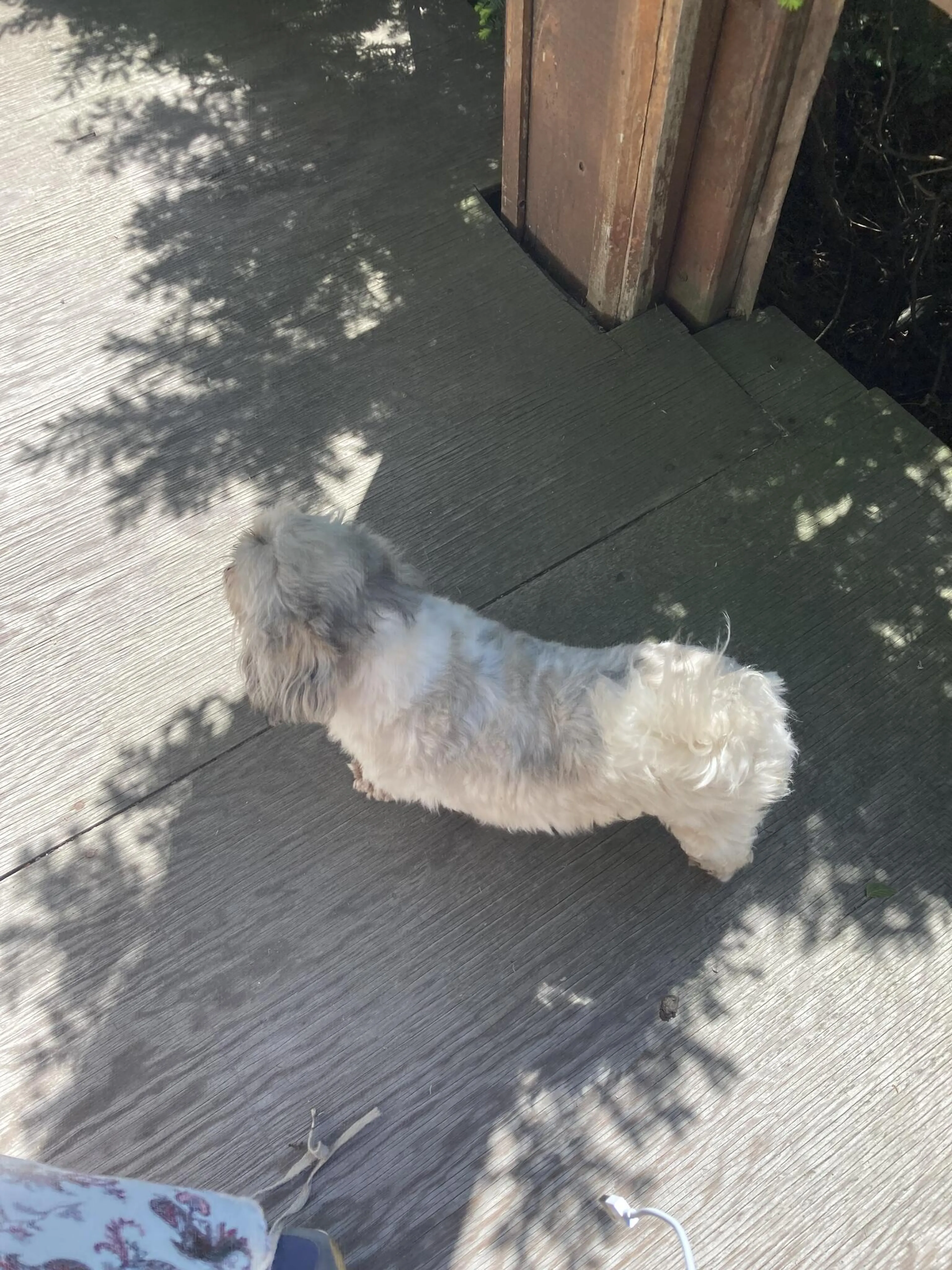 Found pet