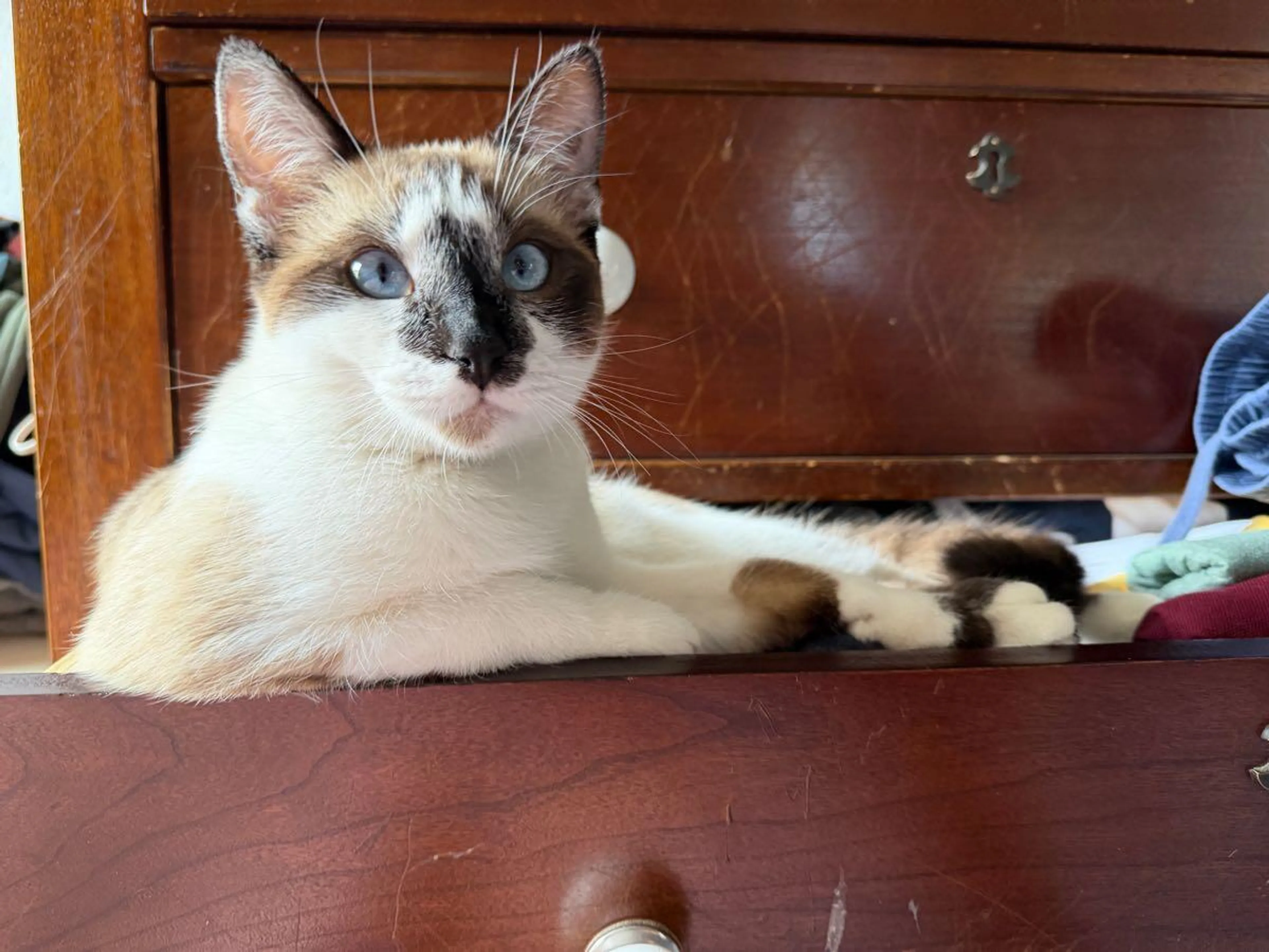 Lost pet