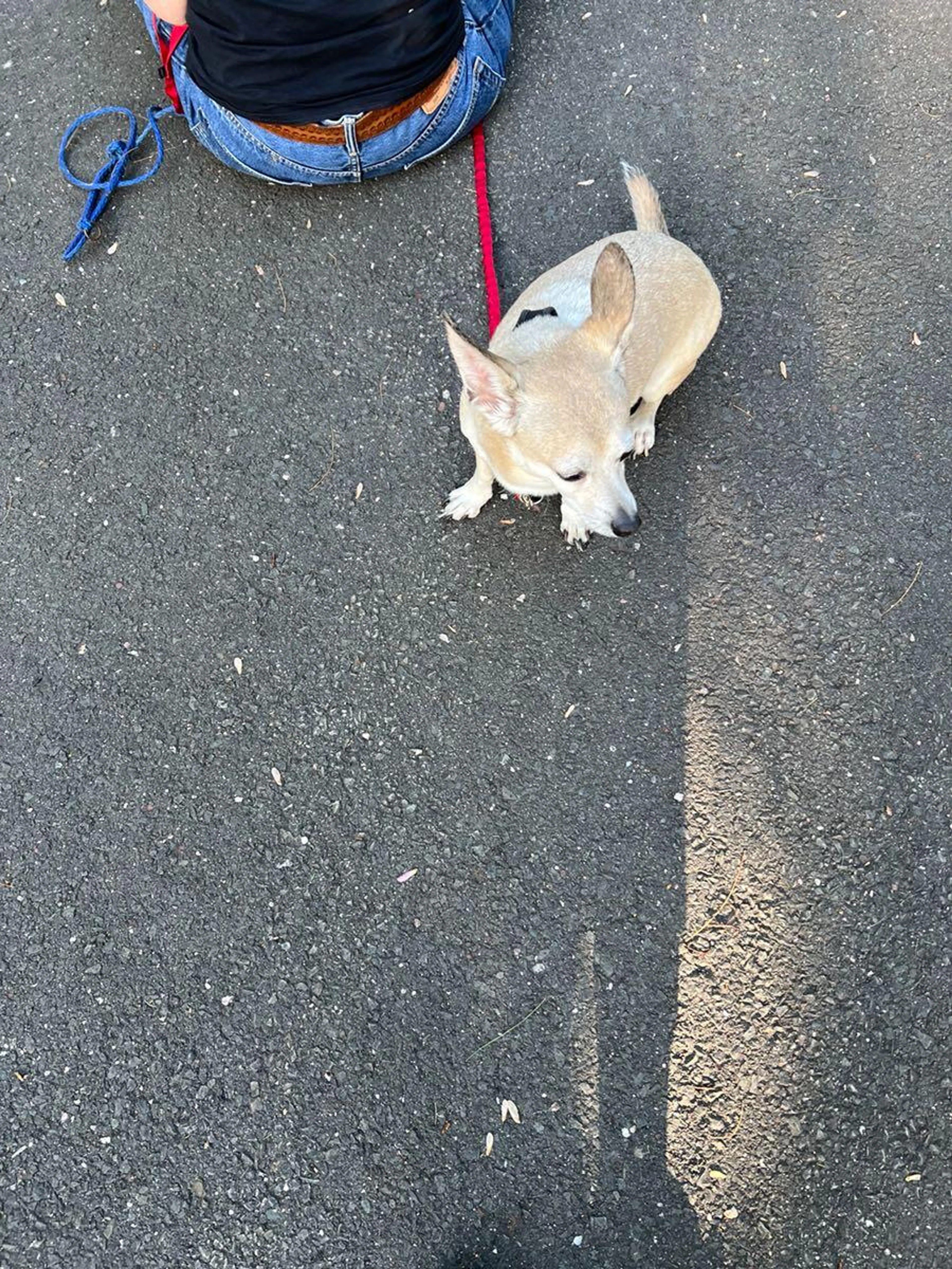 Found pet