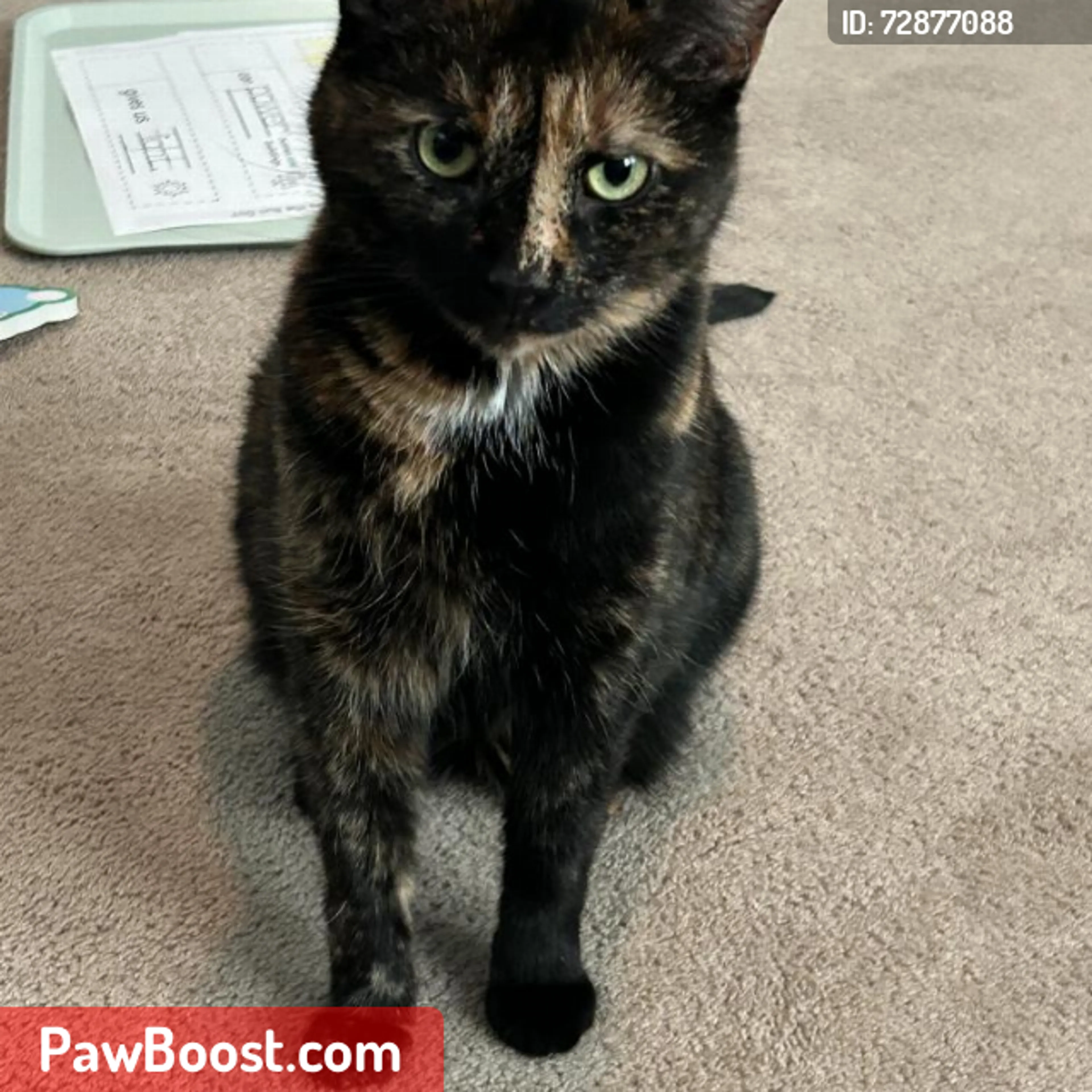 Lost pet