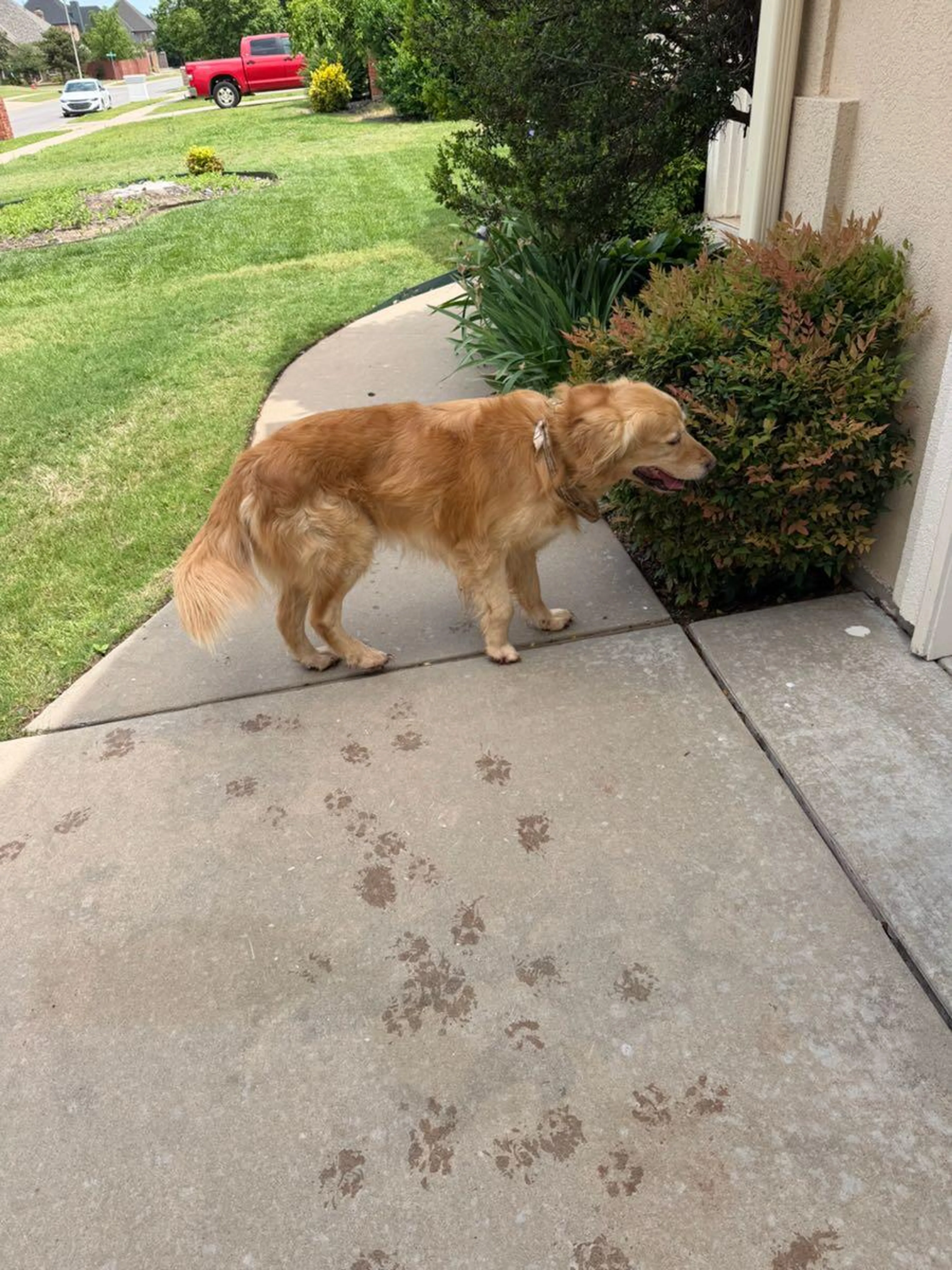 Found pet