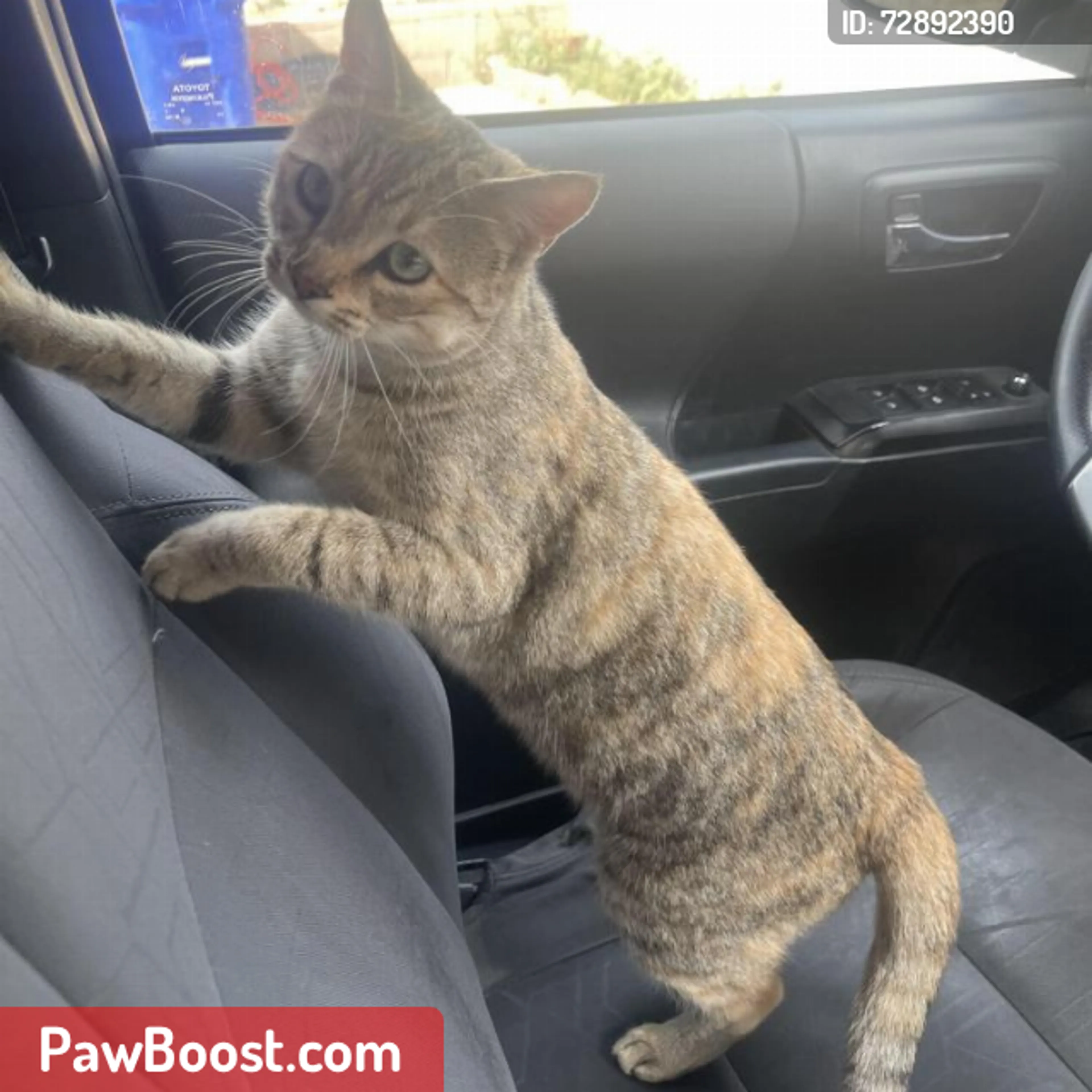 Lost pet