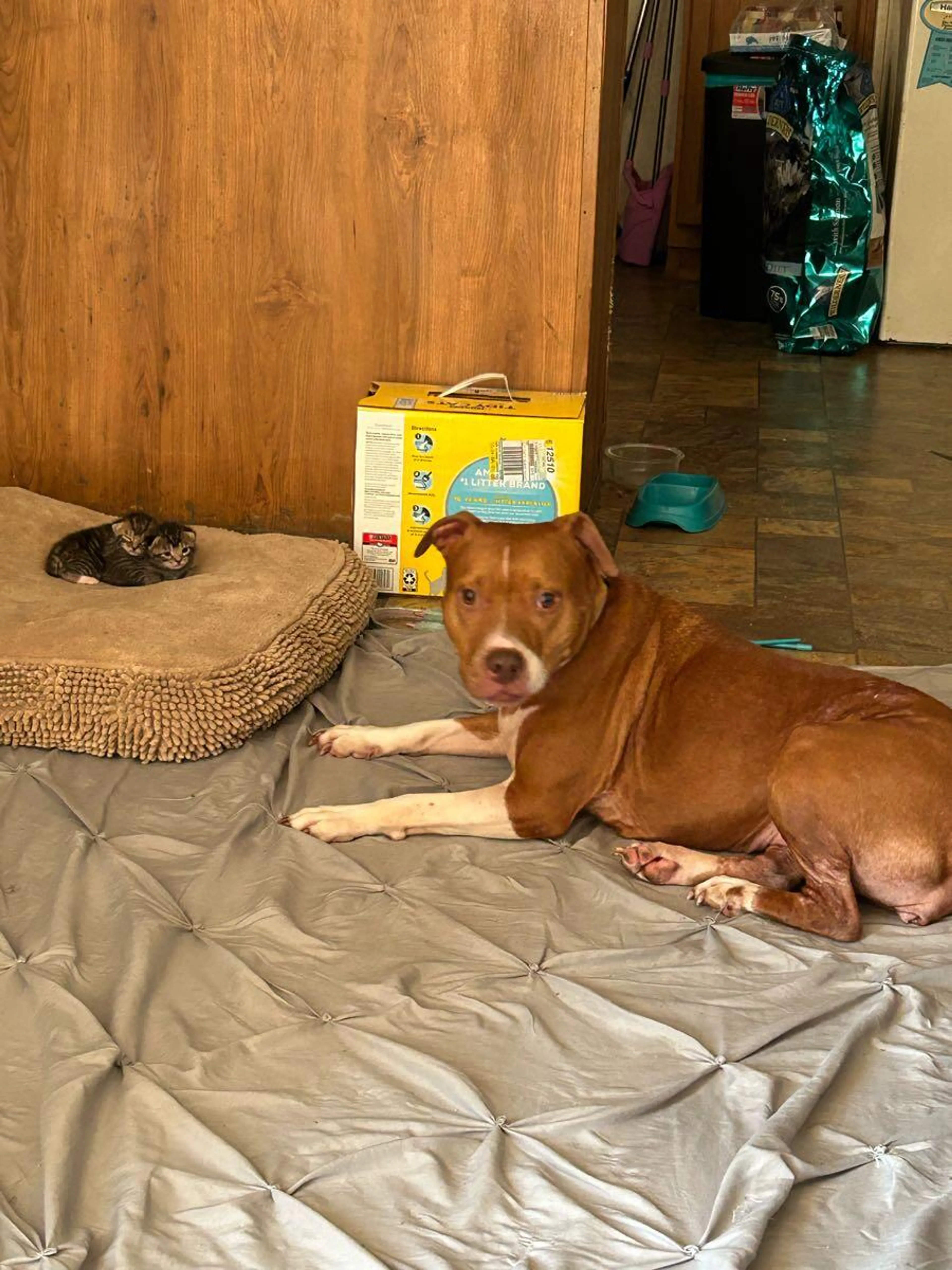 Found pet