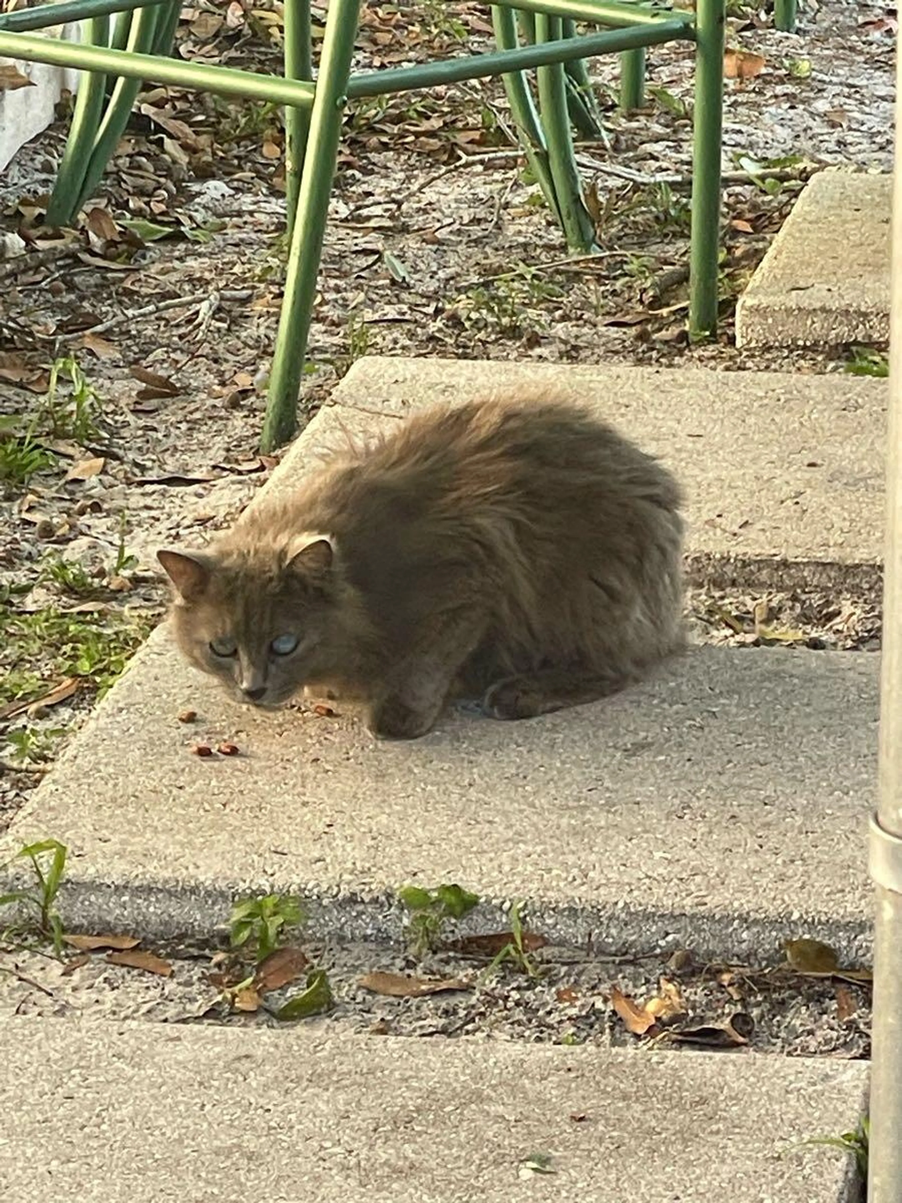Found pet