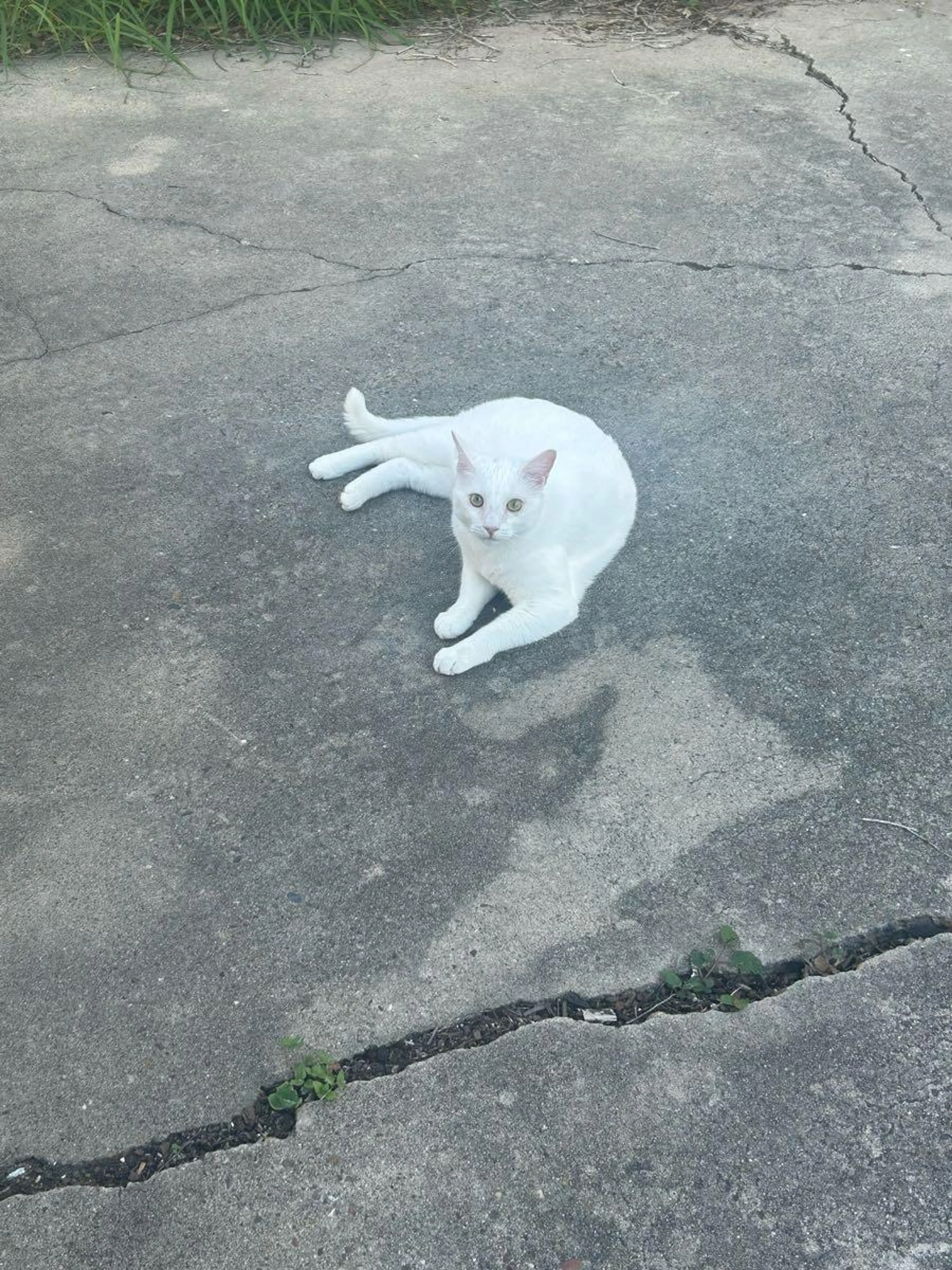 Found pet