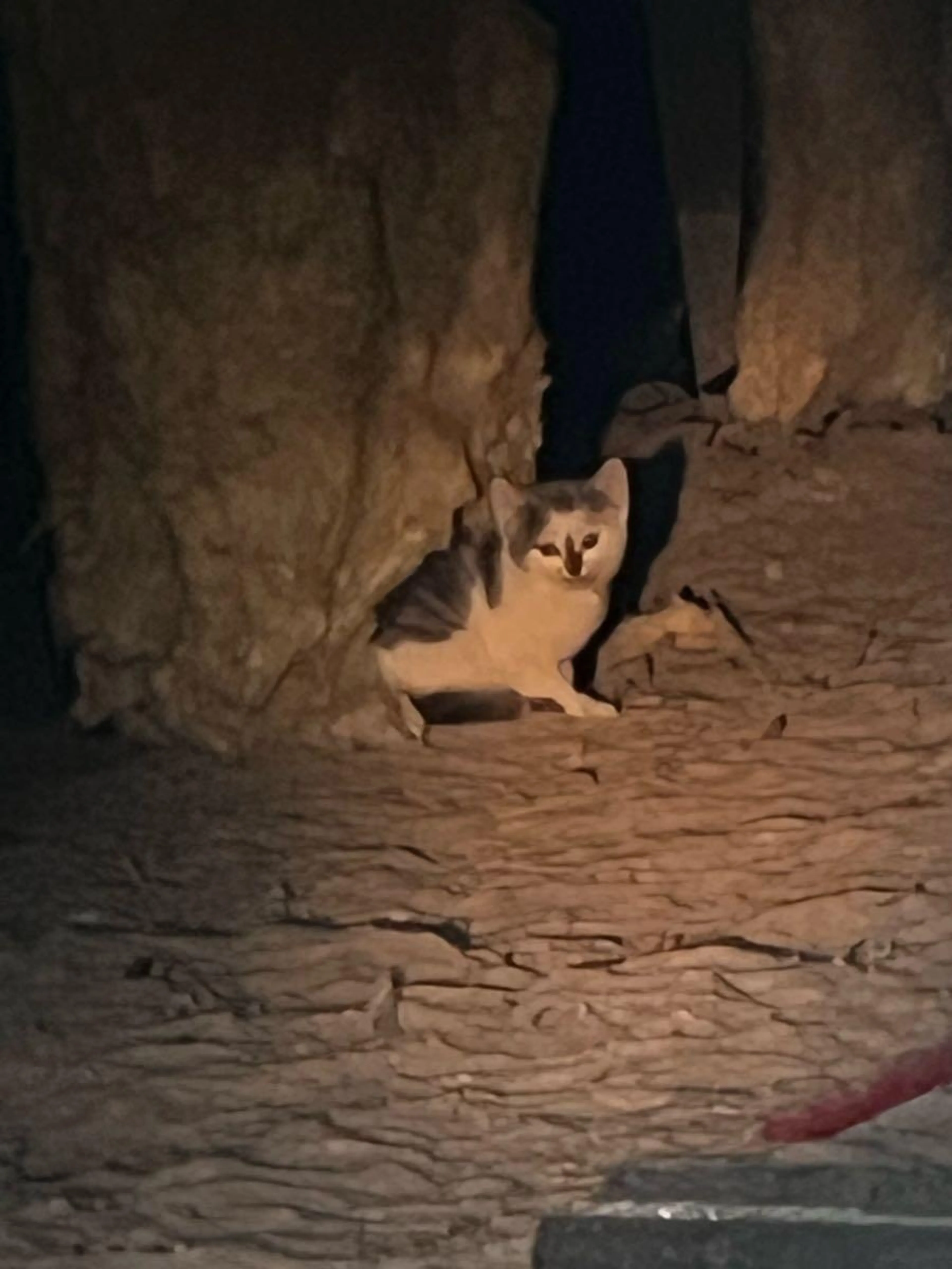 Found pet