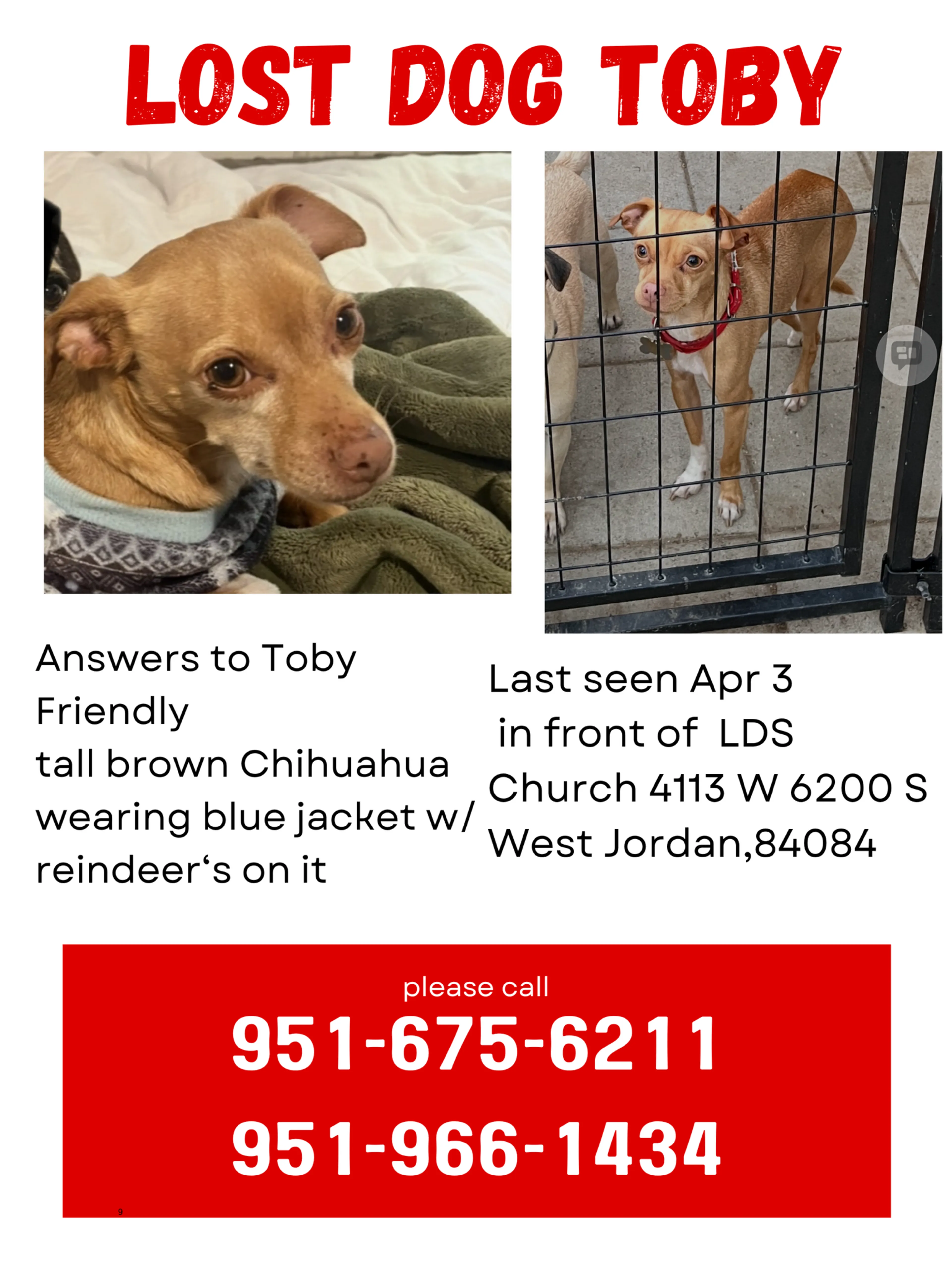 Lost pet