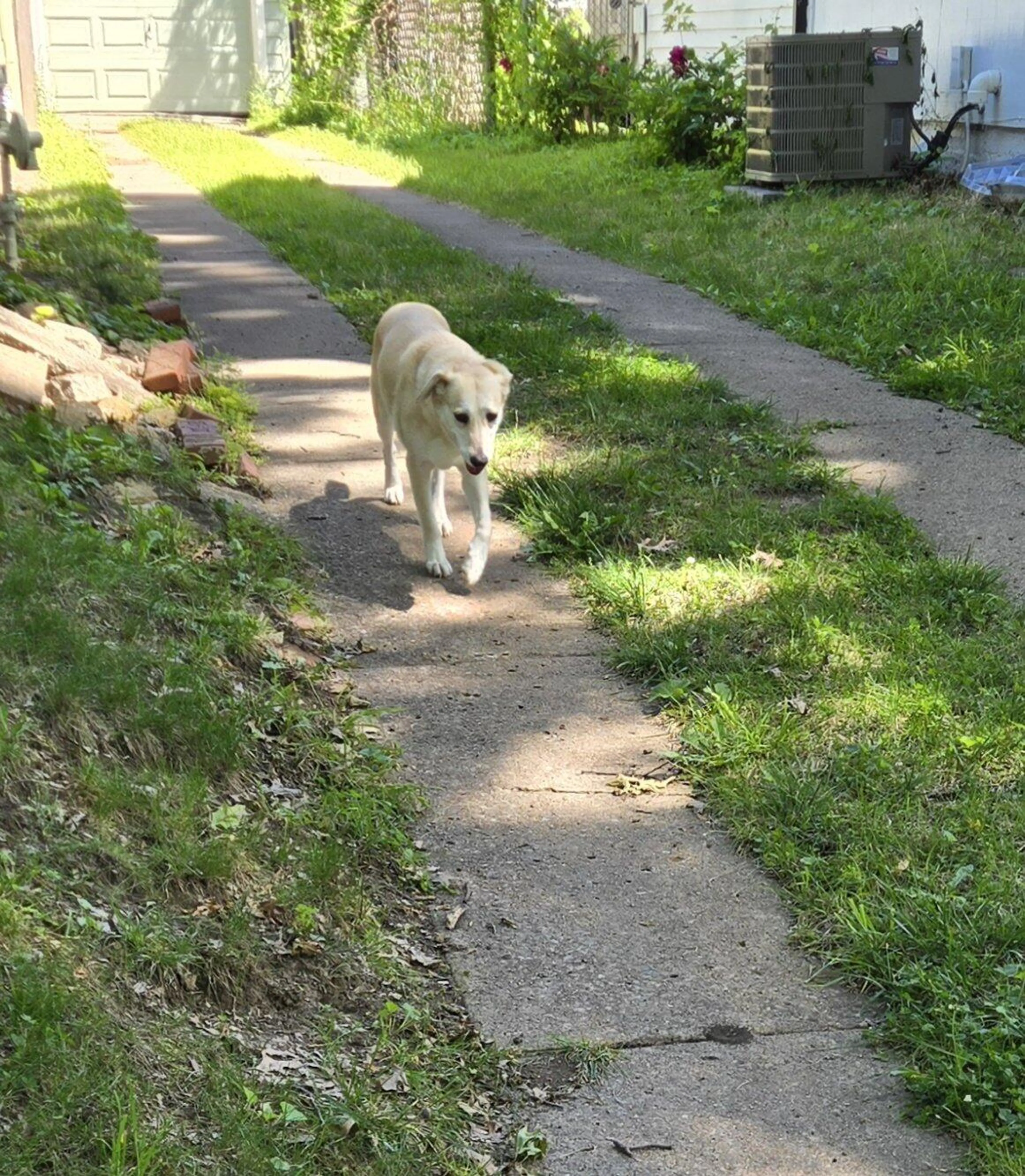 Found pet