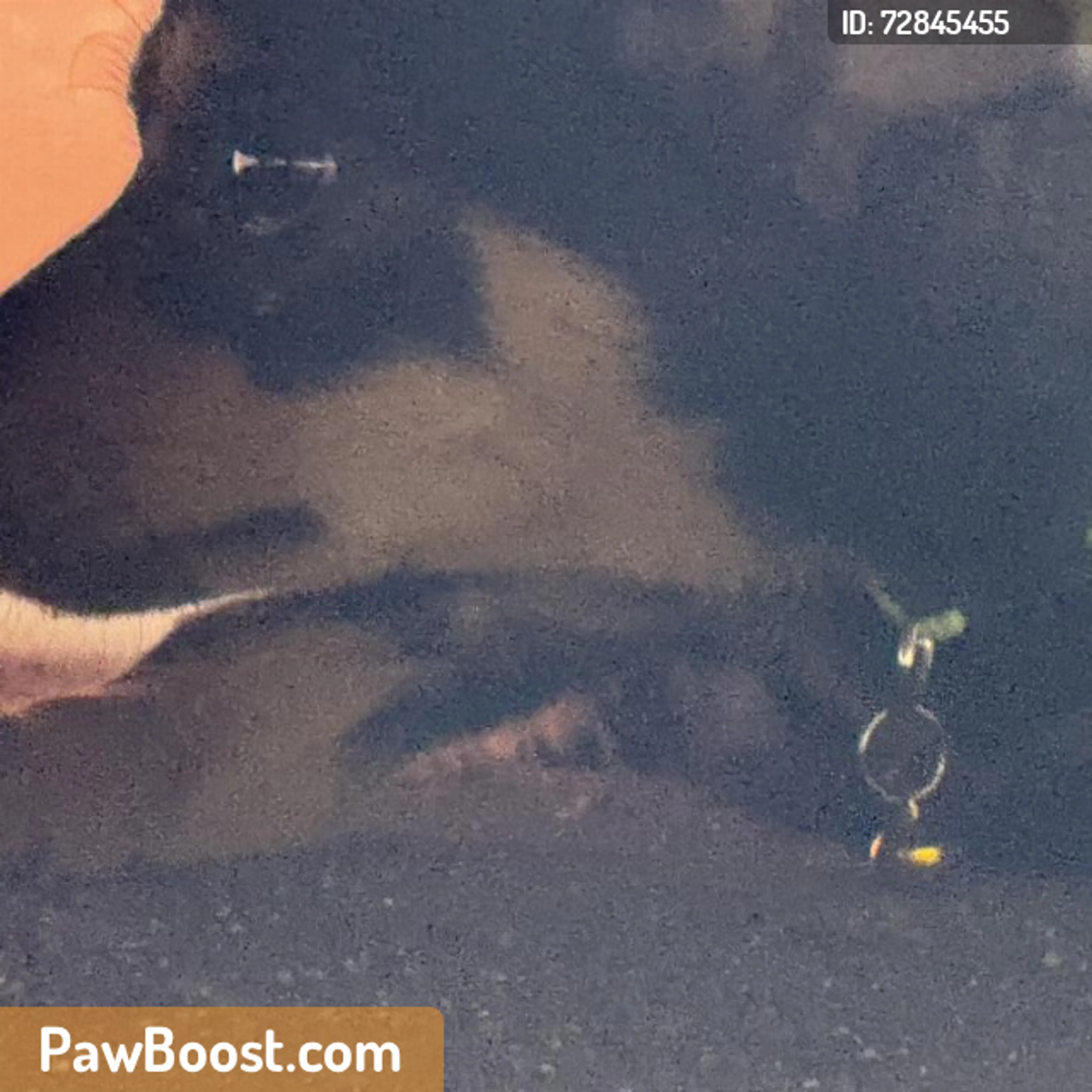 Found pet