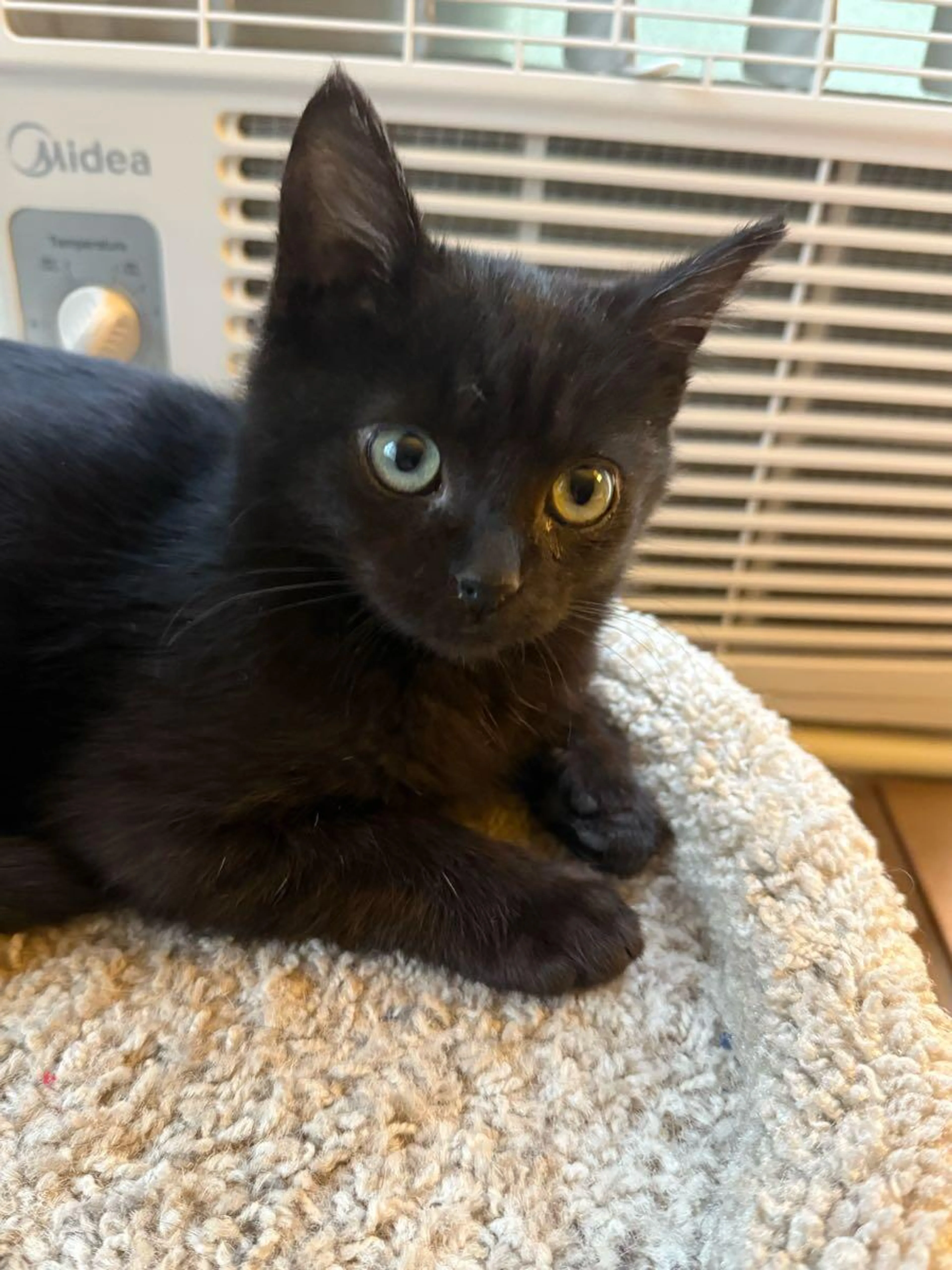 Found pet