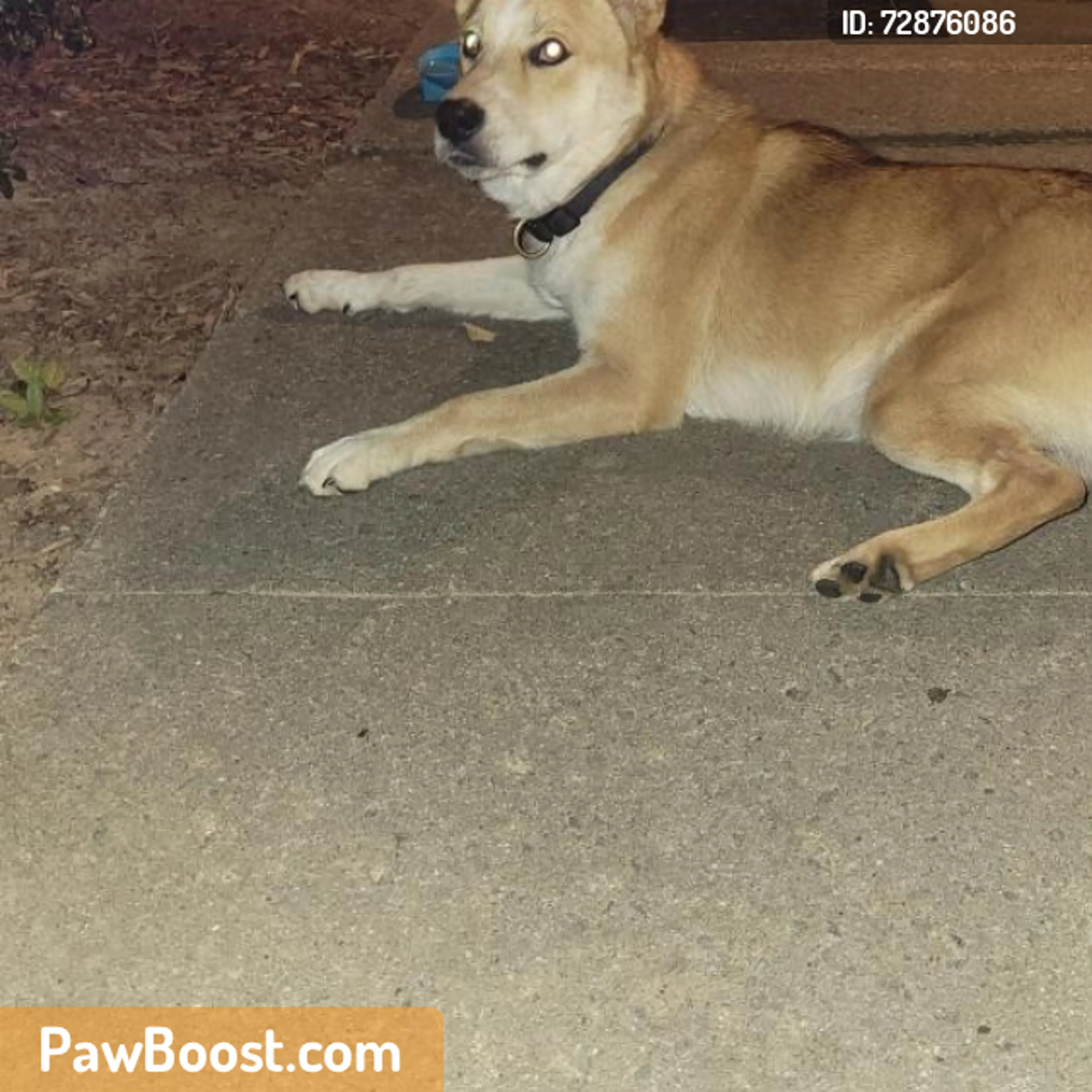 Found pet