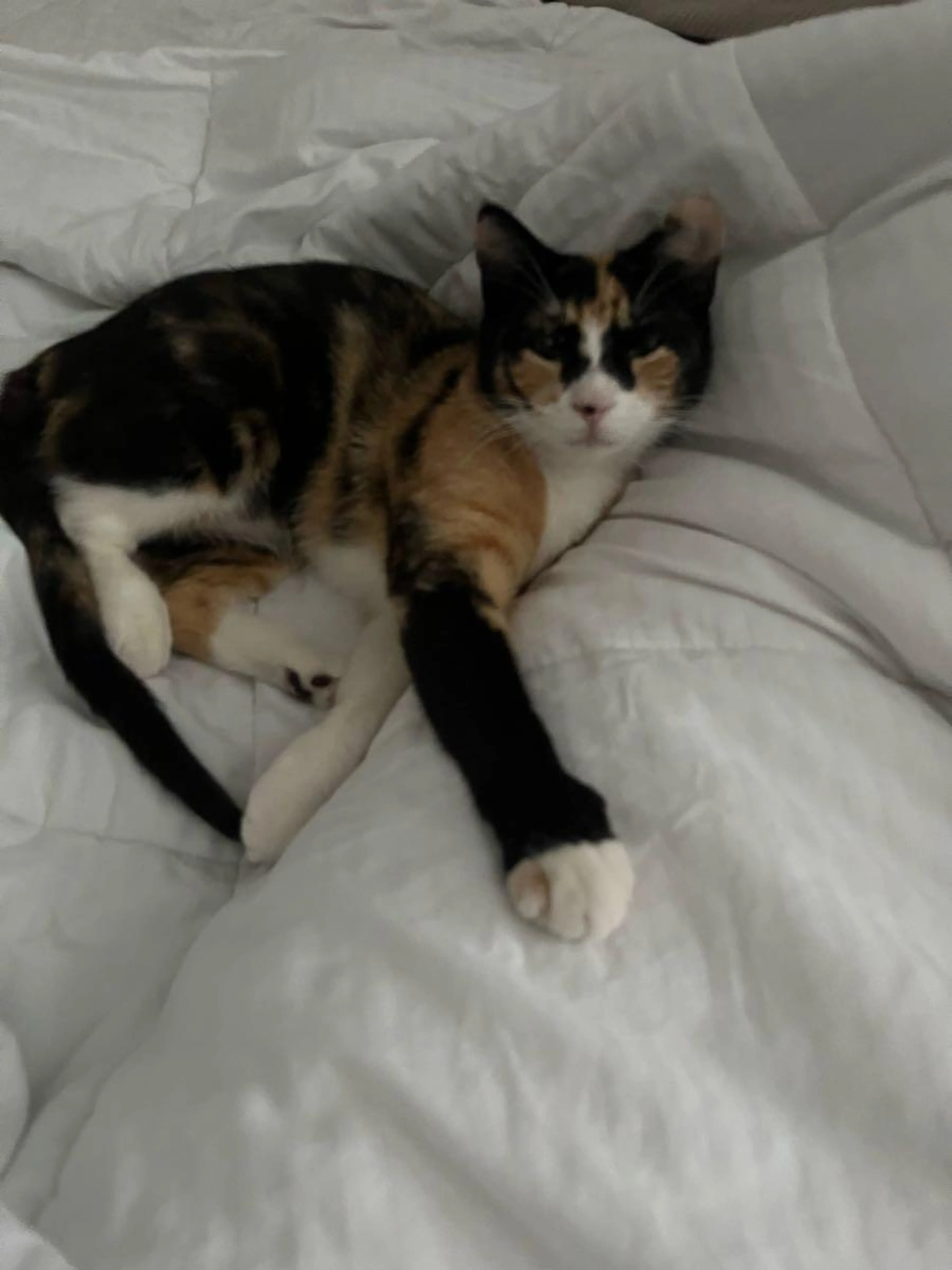Lost pet