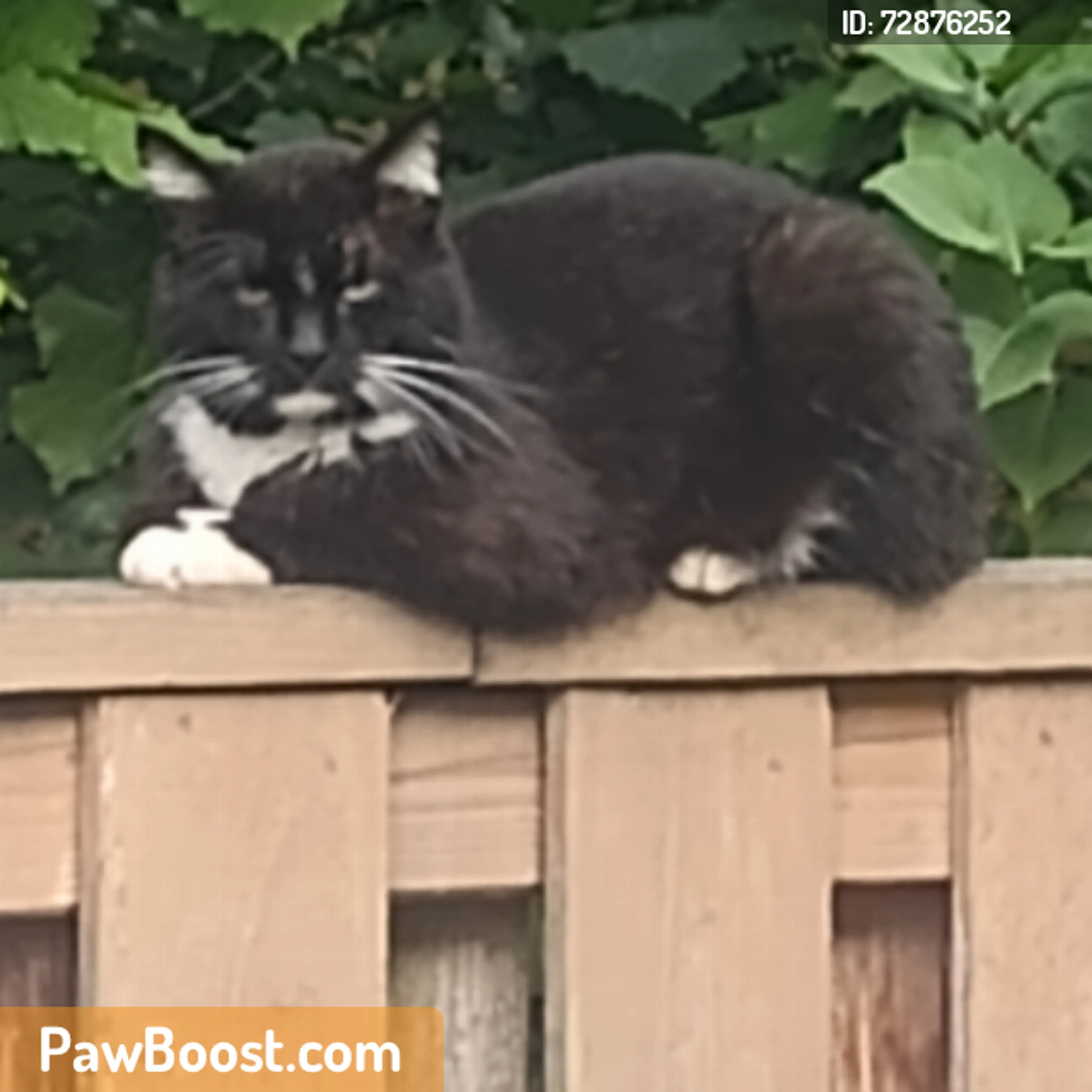 Found pet