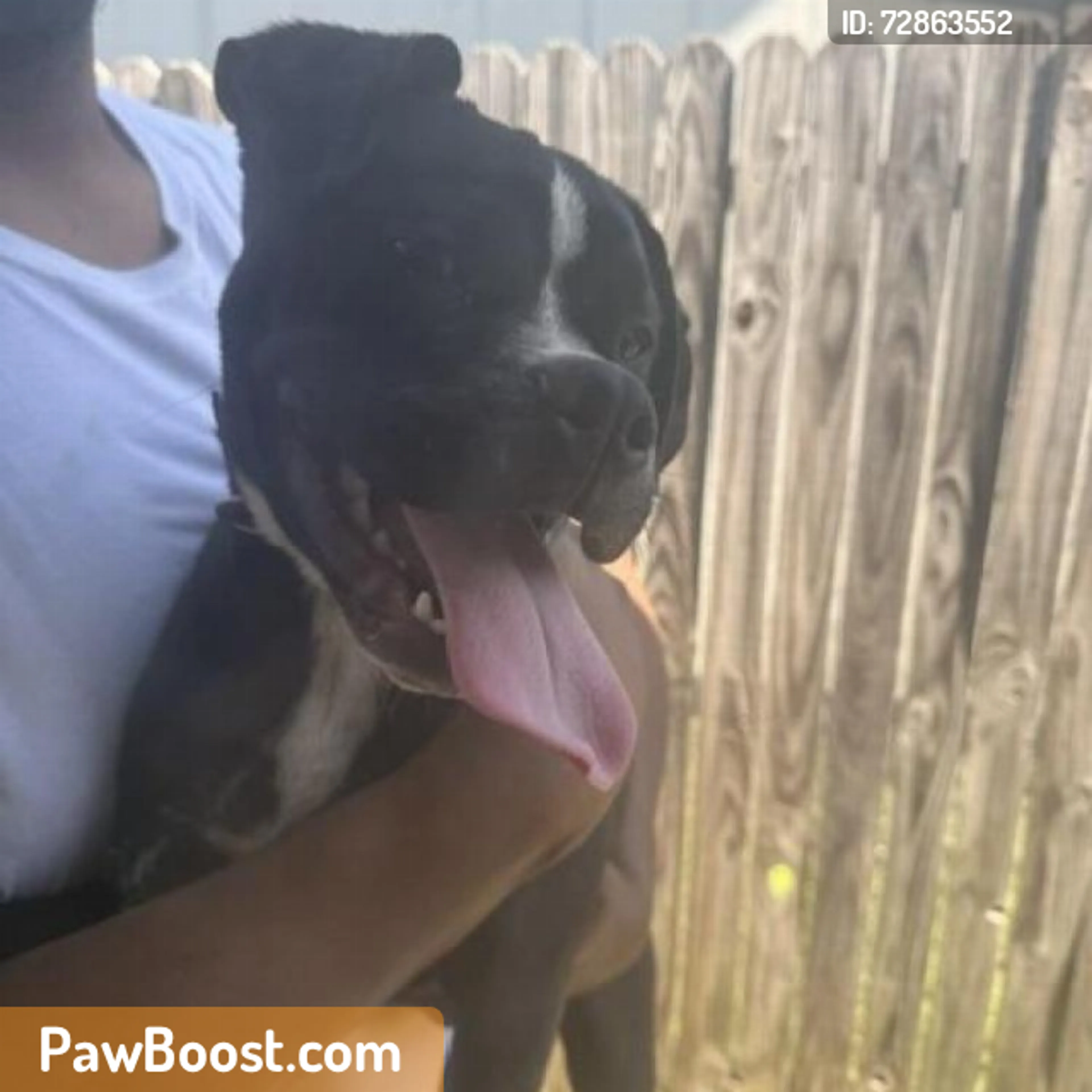 Found pet